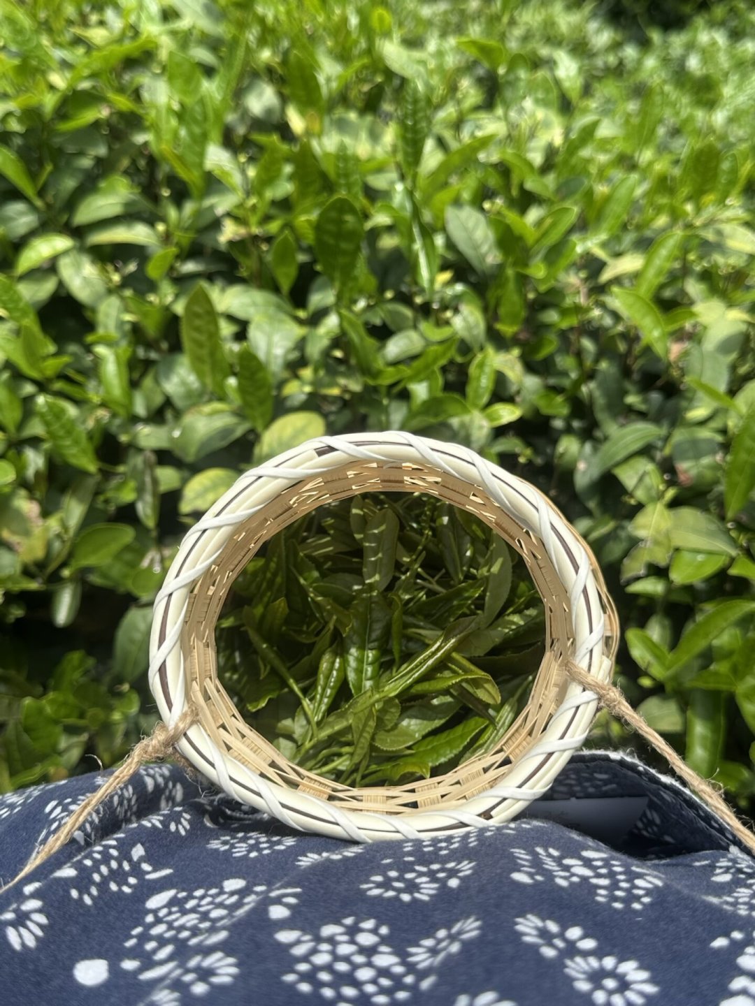 景迈山停水近一周,云海却铺满山谷:茶园旅游,选对时间比选对地方重要