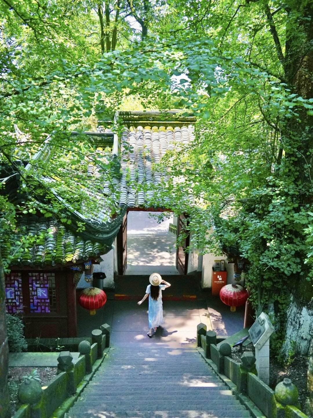 景迈山停水近一周,云海却铺满山谷:茶园旅游,选对时间比选对地方重要