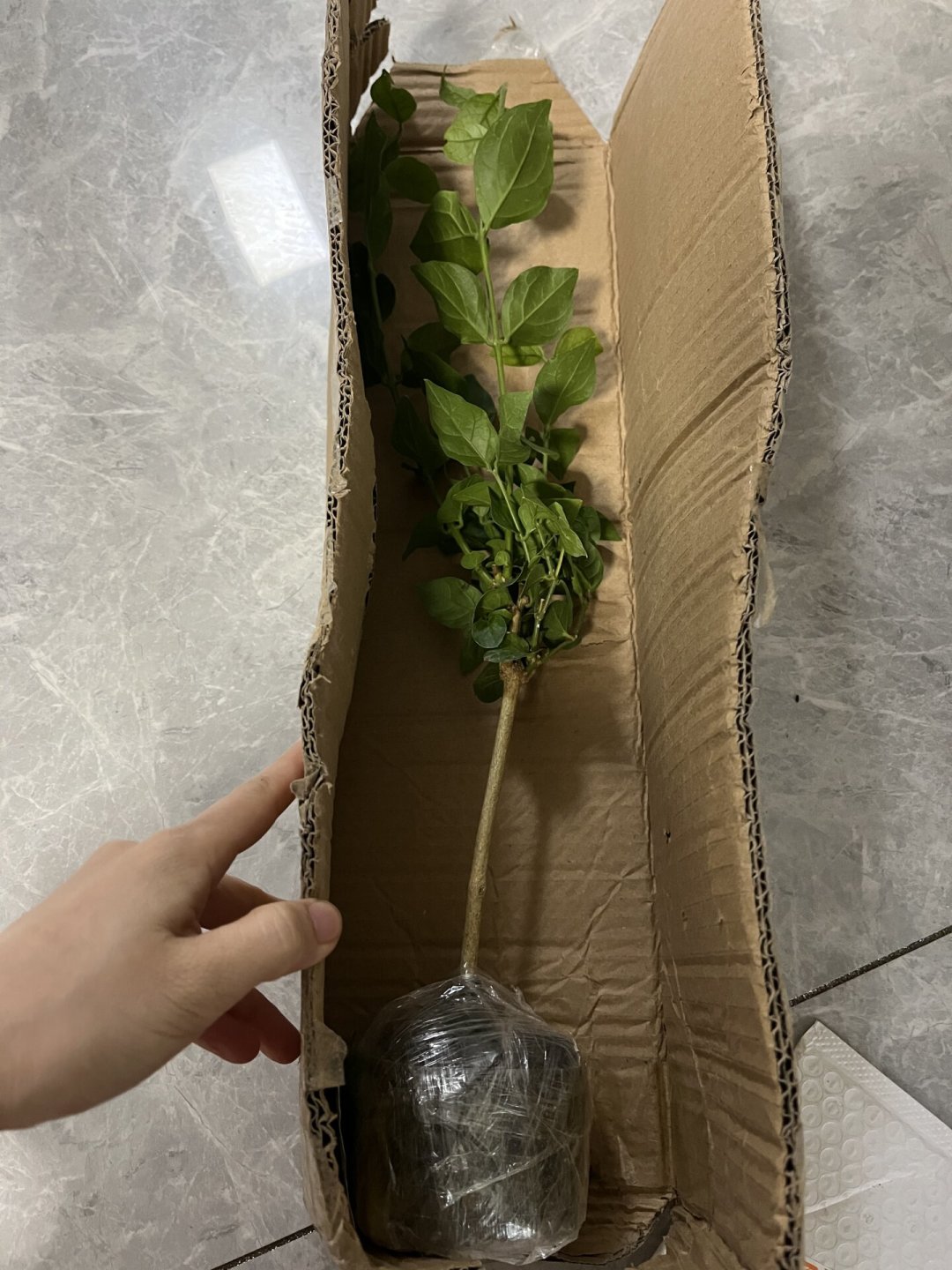 9.9包邮