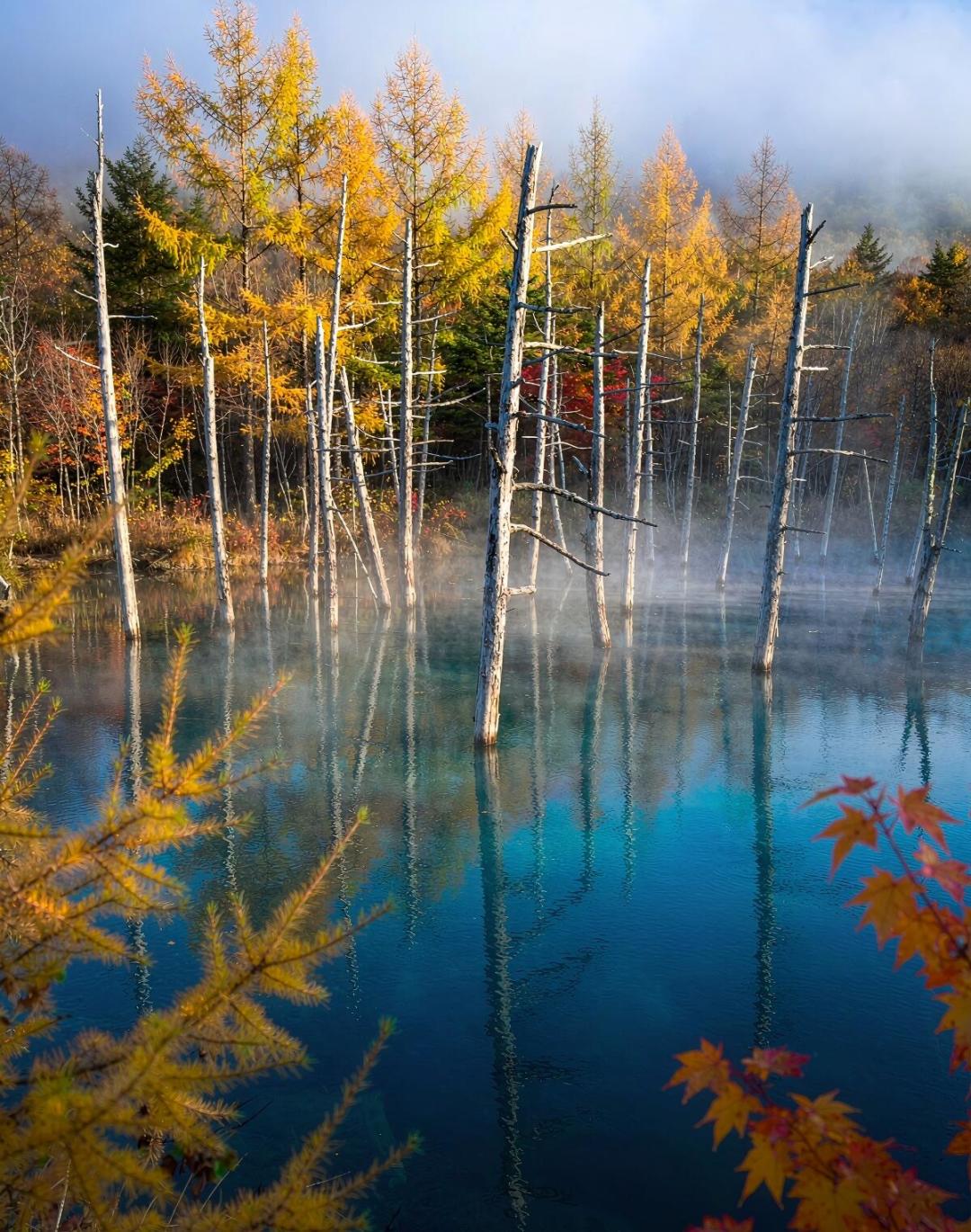 北海道的红叶不等国庆:旭岳9月中旬开场,札幌市区要等到11月初,用你的假期倒推