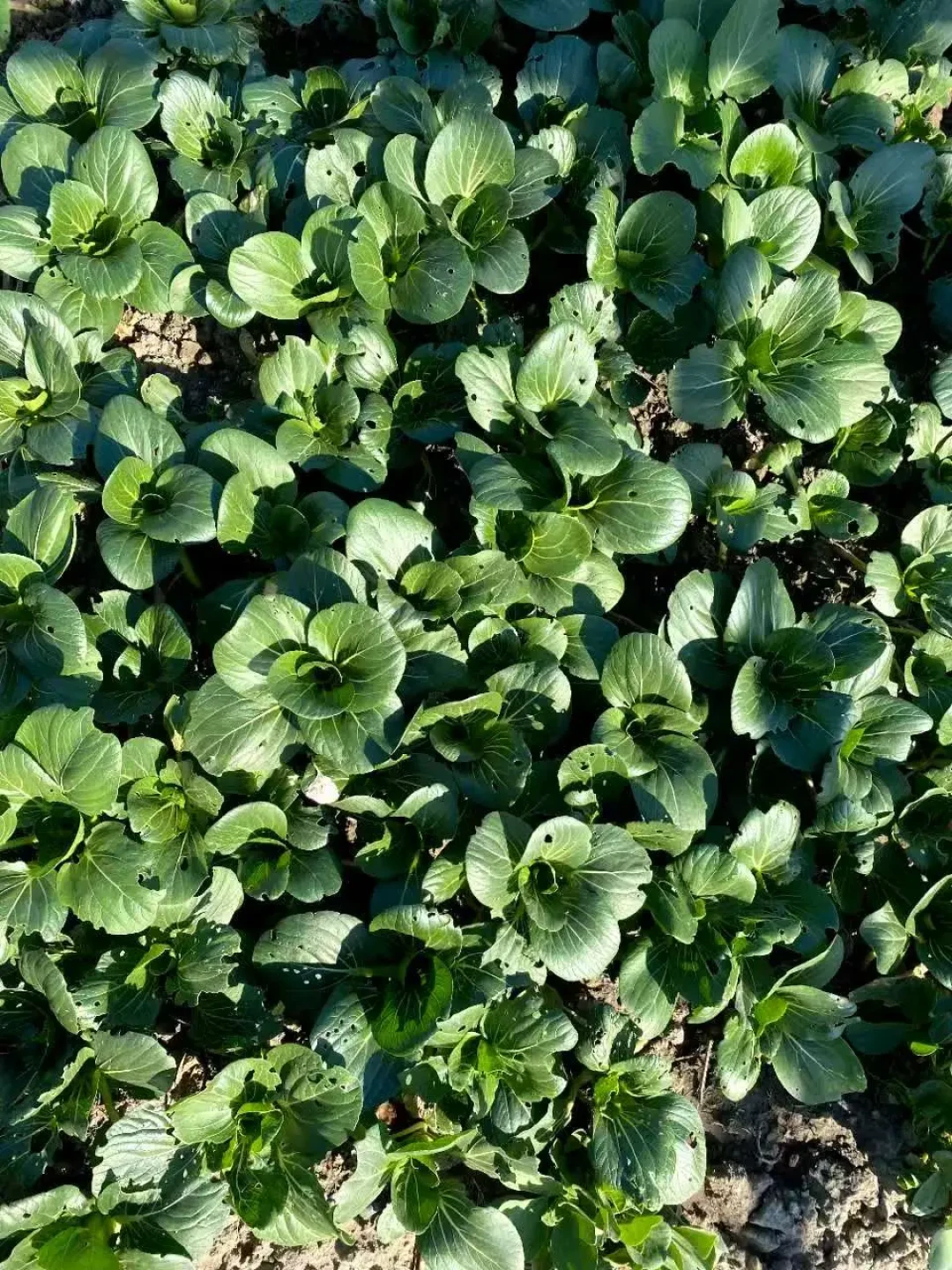 刚出伏别急着秋播: