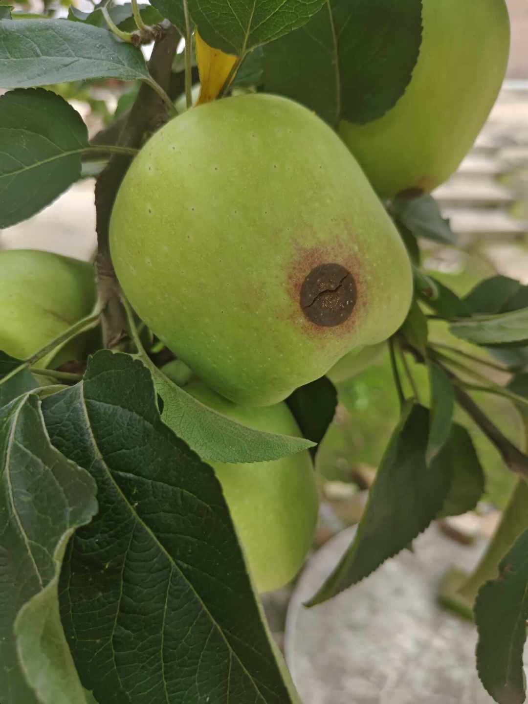 果快熟了却开始烂:成熟期最后20天,“打不打药”这笔账怎么算