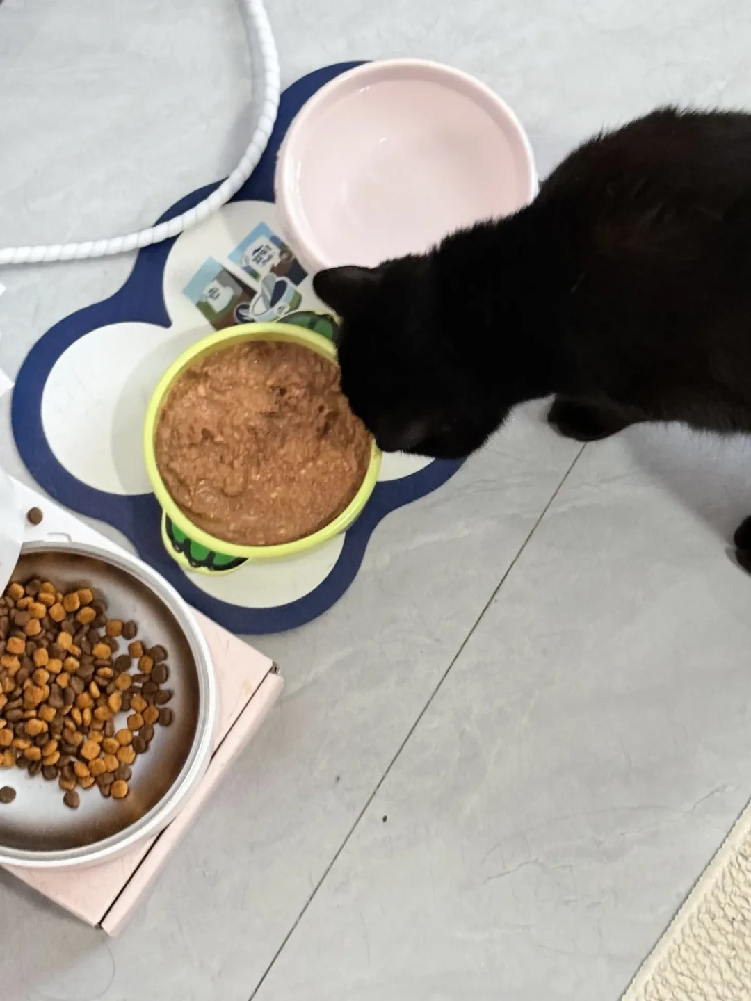 金故猫粮被曝“机油块”后正在换粮：猫不吃新粮别硬饿，绝食红线、四步过渡和选粮清单一次说清