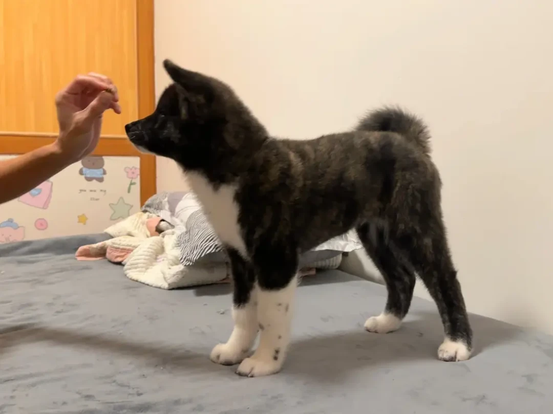 带自家狗打一场犬展，到底要花多少钱？我们把账拆给你看