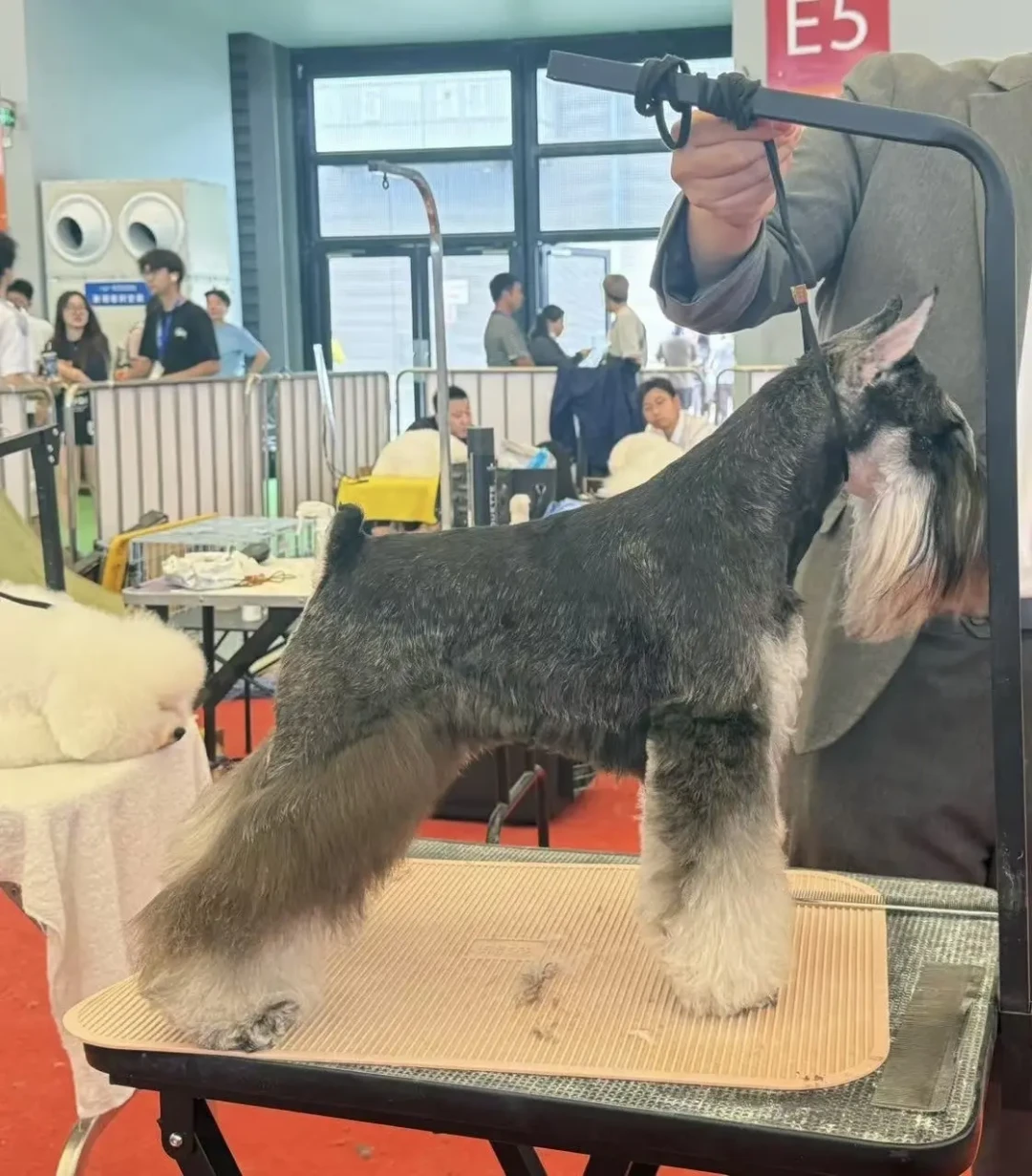带自家狗打一场犬展，到底要花多少钱？我们把账拆给你看