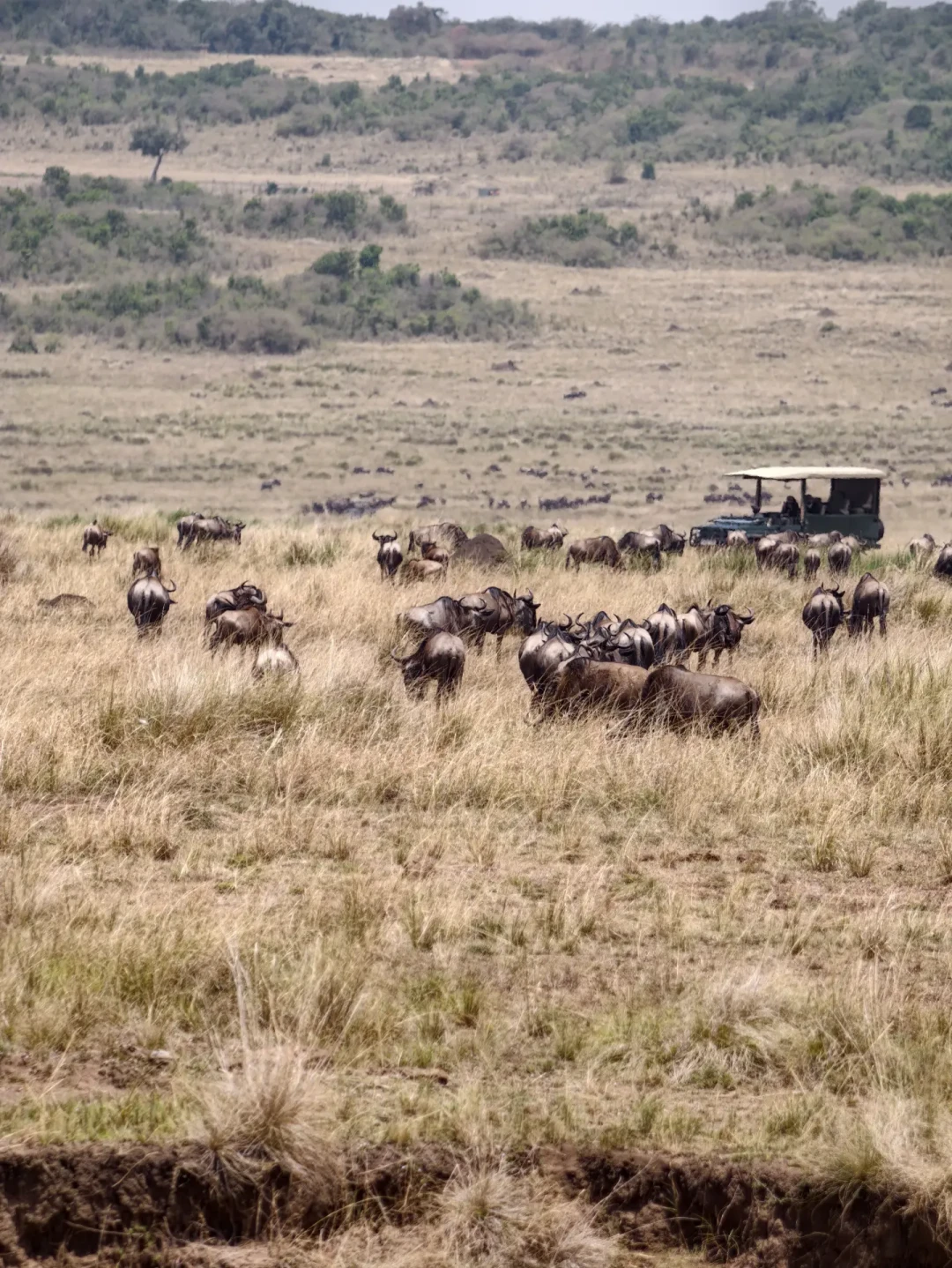 国庆东非Safari最后窗口:大迁徙进入尾声,8600元、2万、3万三档价格差在哪?