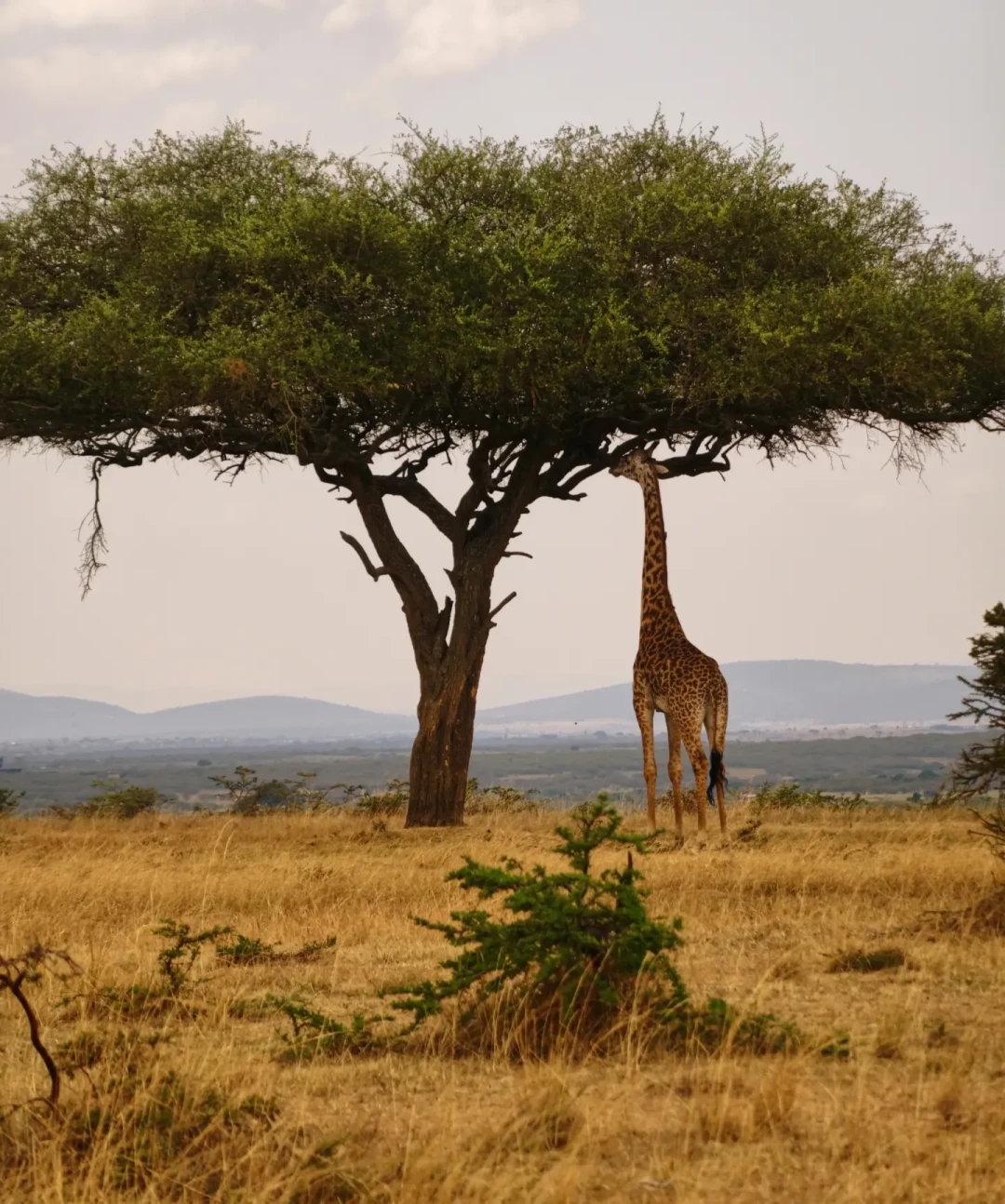 国庆东非Safari最后窗口:大迁徙进入尾声,8600元、2万、3万三档价格差在哪?