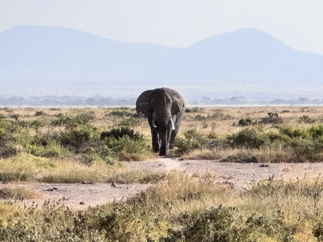 国庆东非Safari最后窗口:大迁徙进入尾声,8600元、2万、3万三档价格差在哪?