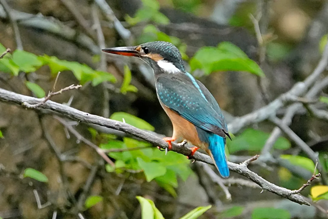 FE 100-400mm F5.6-8 OSS实拍翠鸟