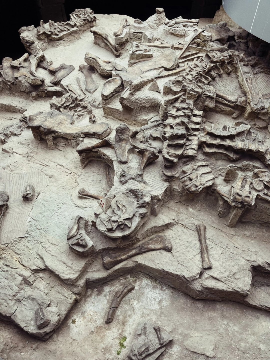 巴西刚挖出20米长的“大型”恐龙：网上流传的“最大恐龙”榜单，有几个能信？