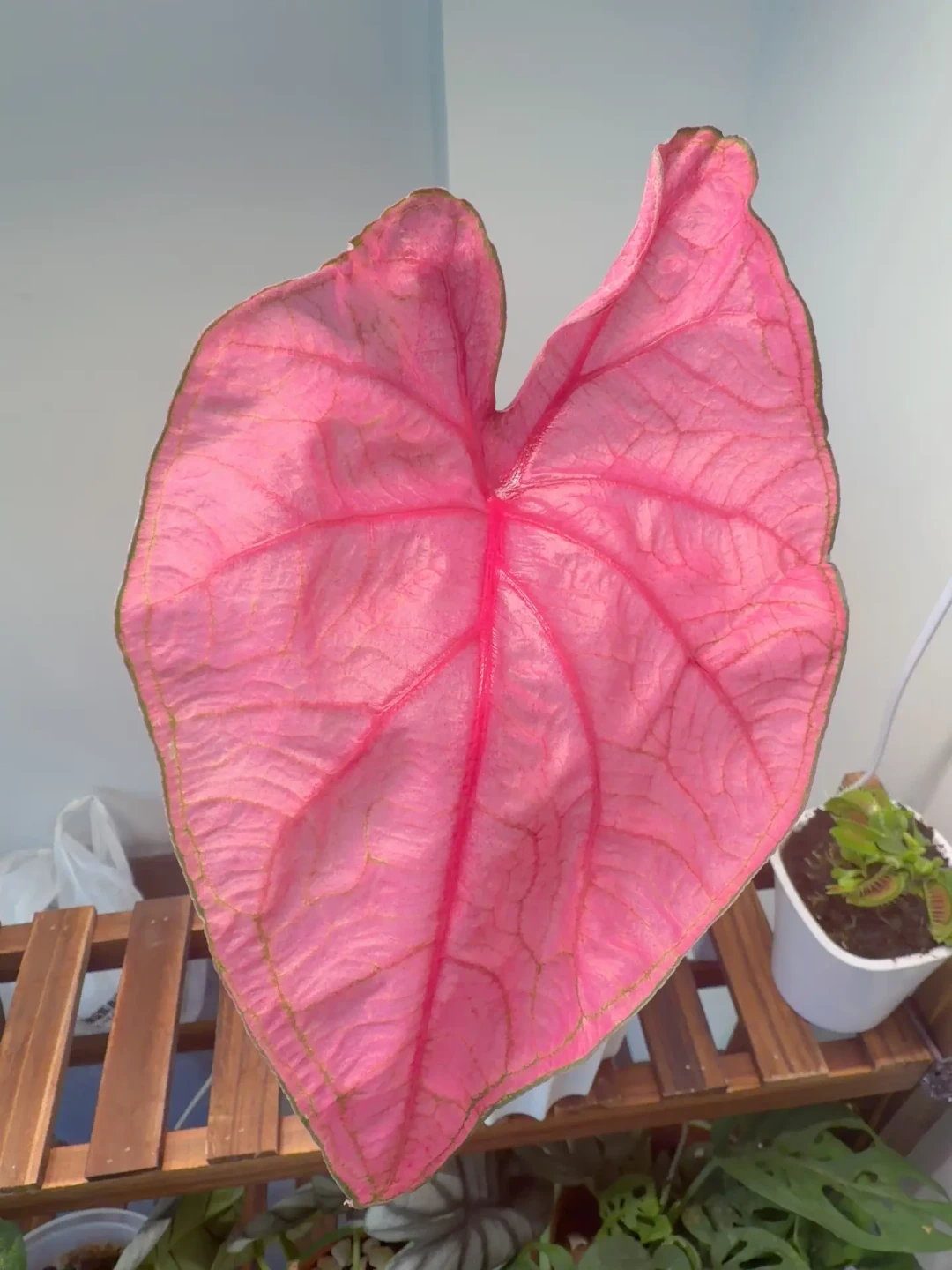 20块的种球能长出脸大的叶子,但季末的彩叶芋