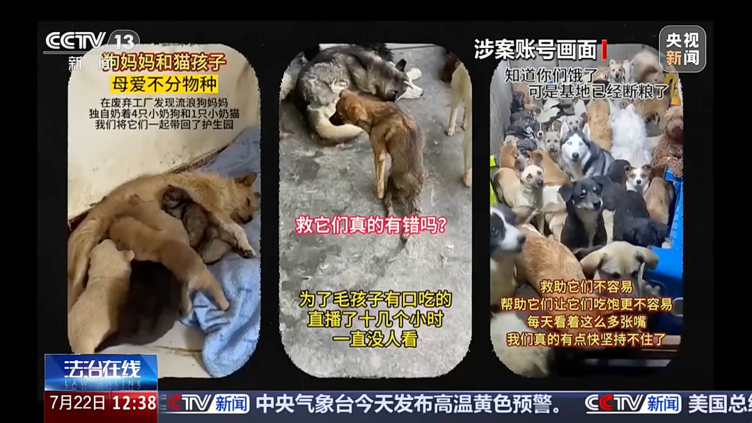 骗了250万只花3000在狗身上:央视曝光假救助骗局后,下次捐粮捐钱前先看这篇