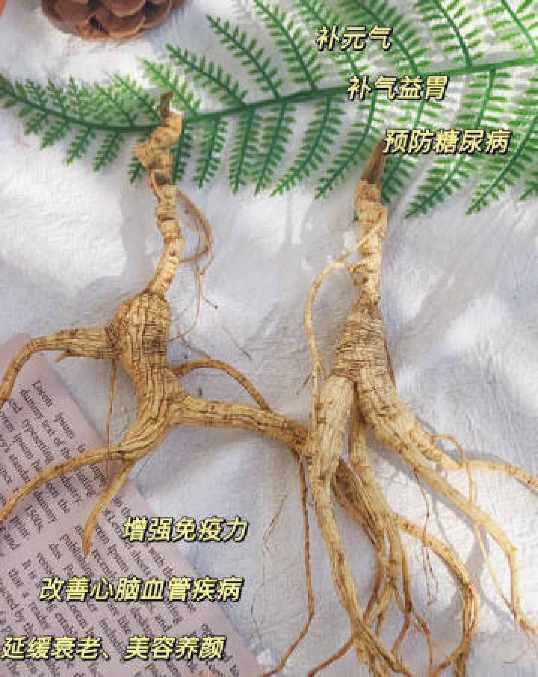 通化人参开挖了:中秋买参给长辈,分不清