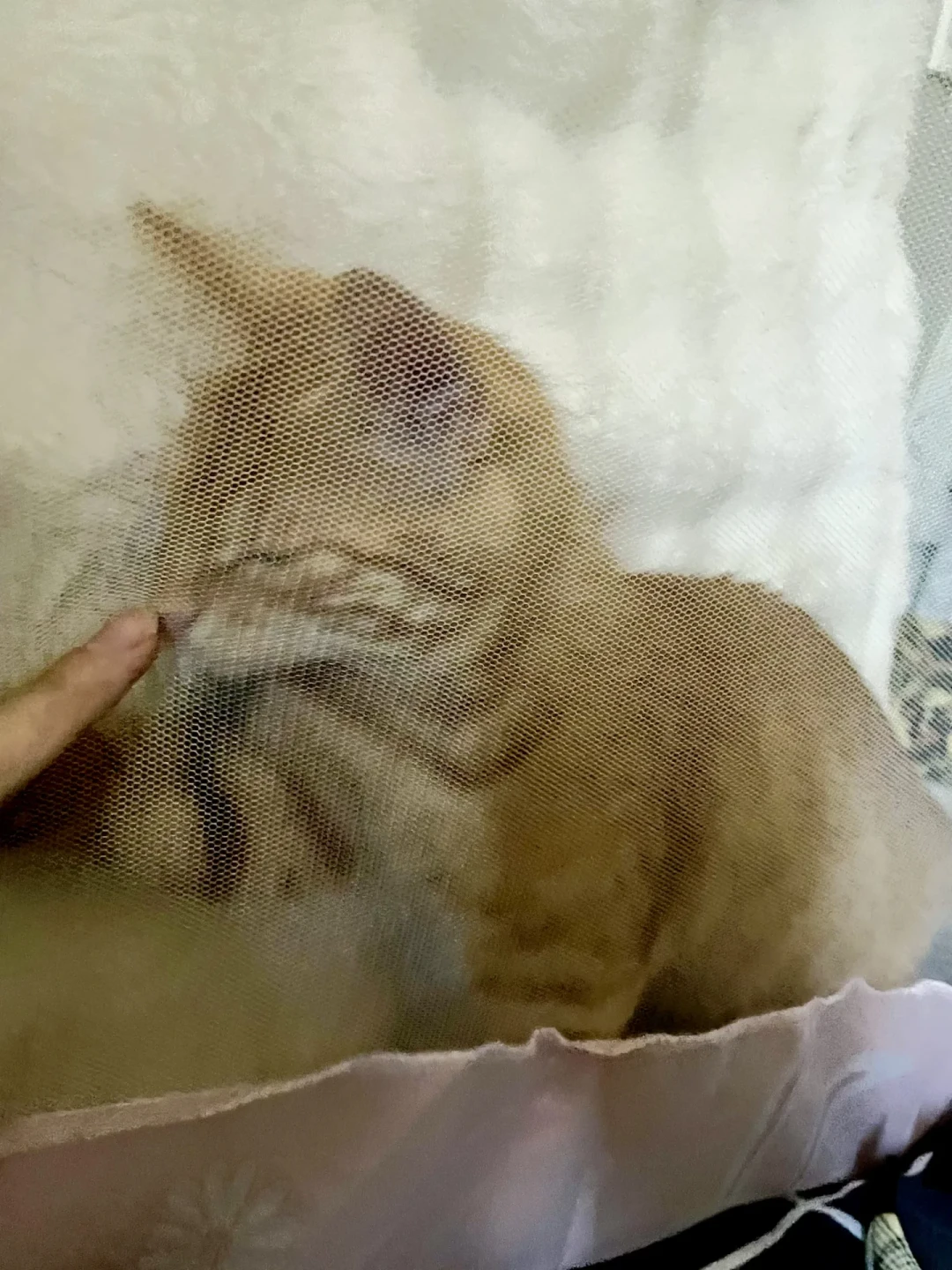 电蚊香液倒置让猫中毒吐血上热搜后，我把养猫家庭的驱蚊选择做成了风险分级表