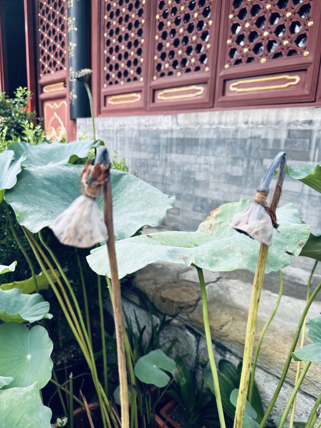明天中元节,法源寺盂兰盆法会迎来最隆重一天:8月末参观避跑空指南