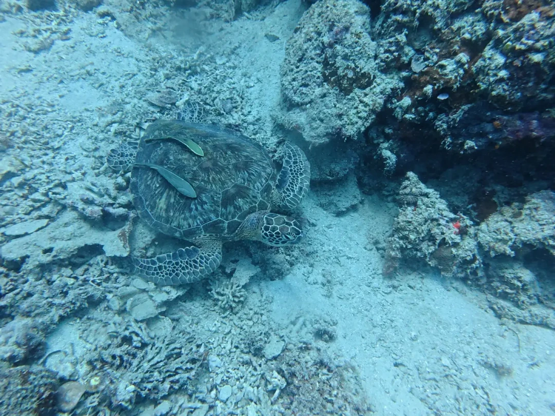 看完网上20多篇