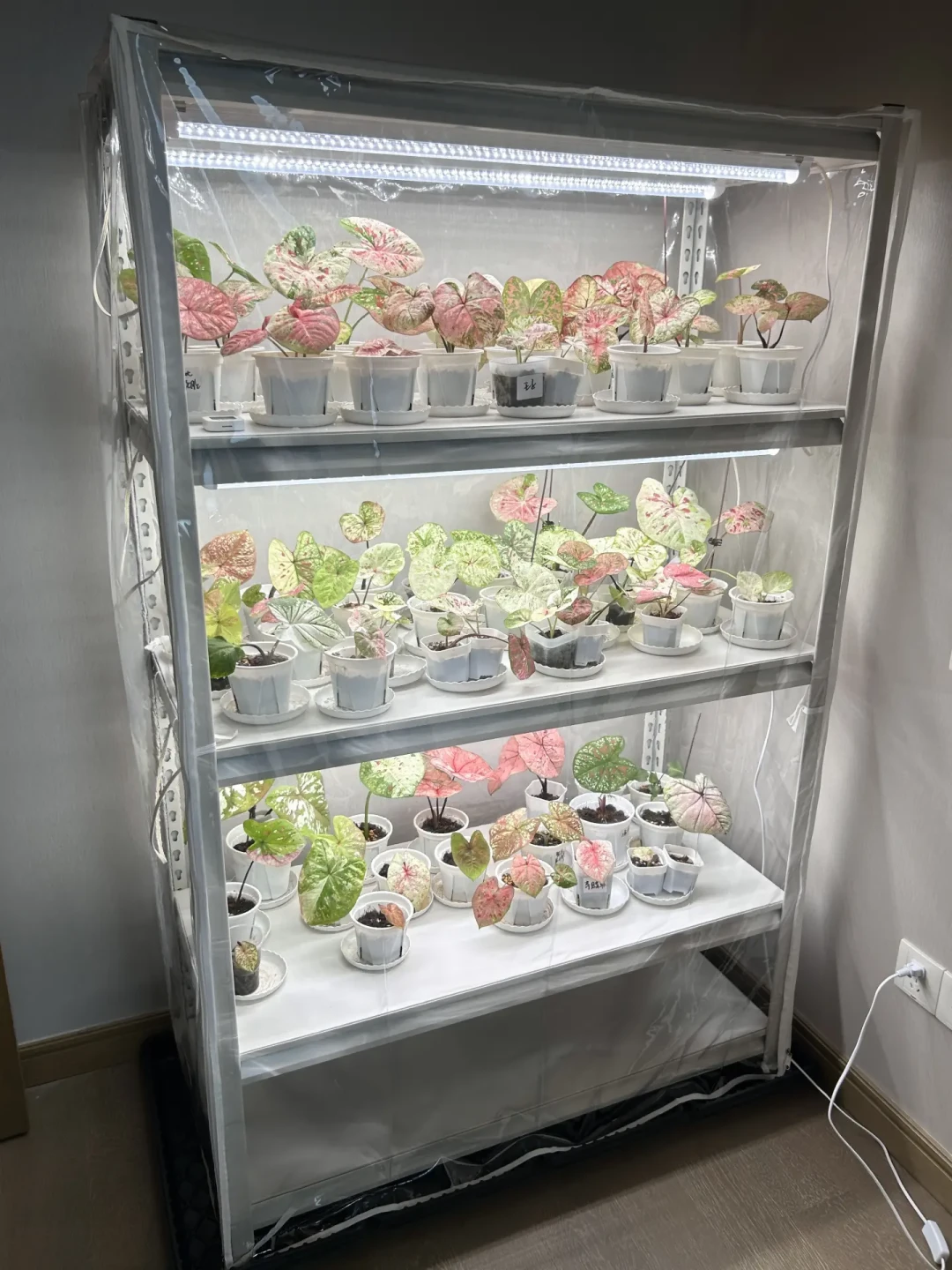 有人50刀捡漏搞定,有人配齐花2000出头:翻了60多篇热植柜晒柜帖和翻车帖,我把秋天开柜选哪档理清了