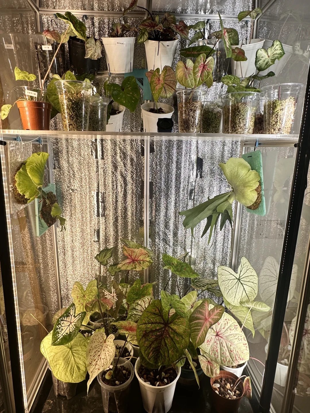 有人50刀捡漏搞定,有人配齐花2000出头:翻了60多篇热植柜晒柜帖和翻车帖,我把秋天开柜选哪档理清了