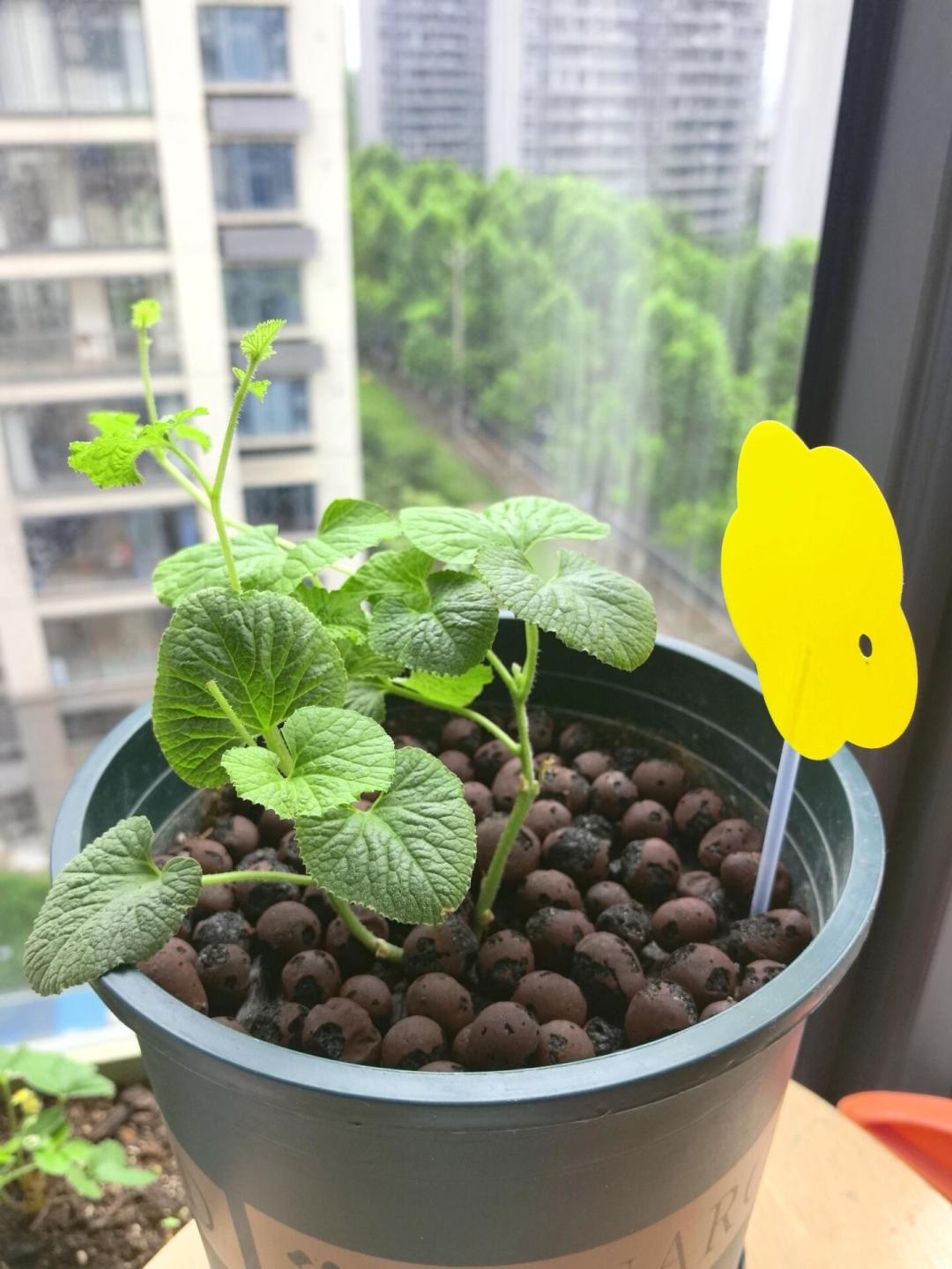 打不完,黄板越粘越多:翻完控水派和用药派的帖子,我把小黑飞断根的打法对照表和花钱清单按灾情整理出来了