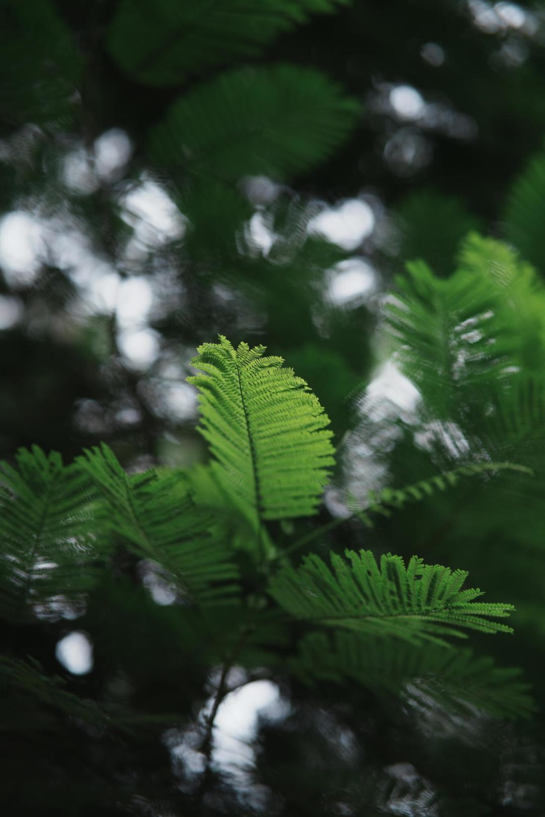 唯卓仕85mm