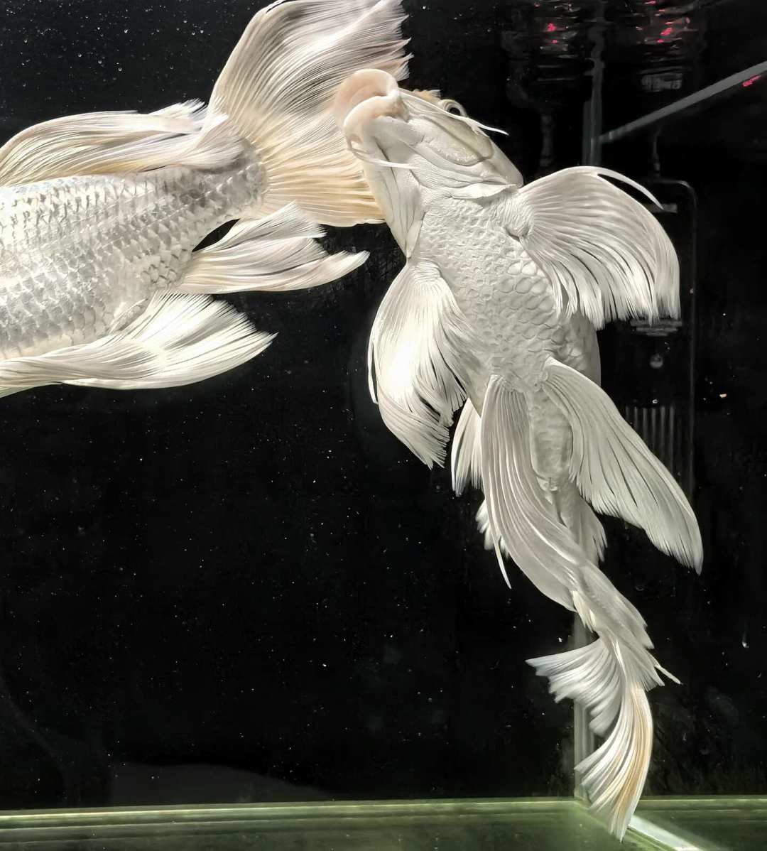 50块5条的和8.8万一条的，都叫蝴蝶鲤：秋天补缸前，先把这3个问题想明白