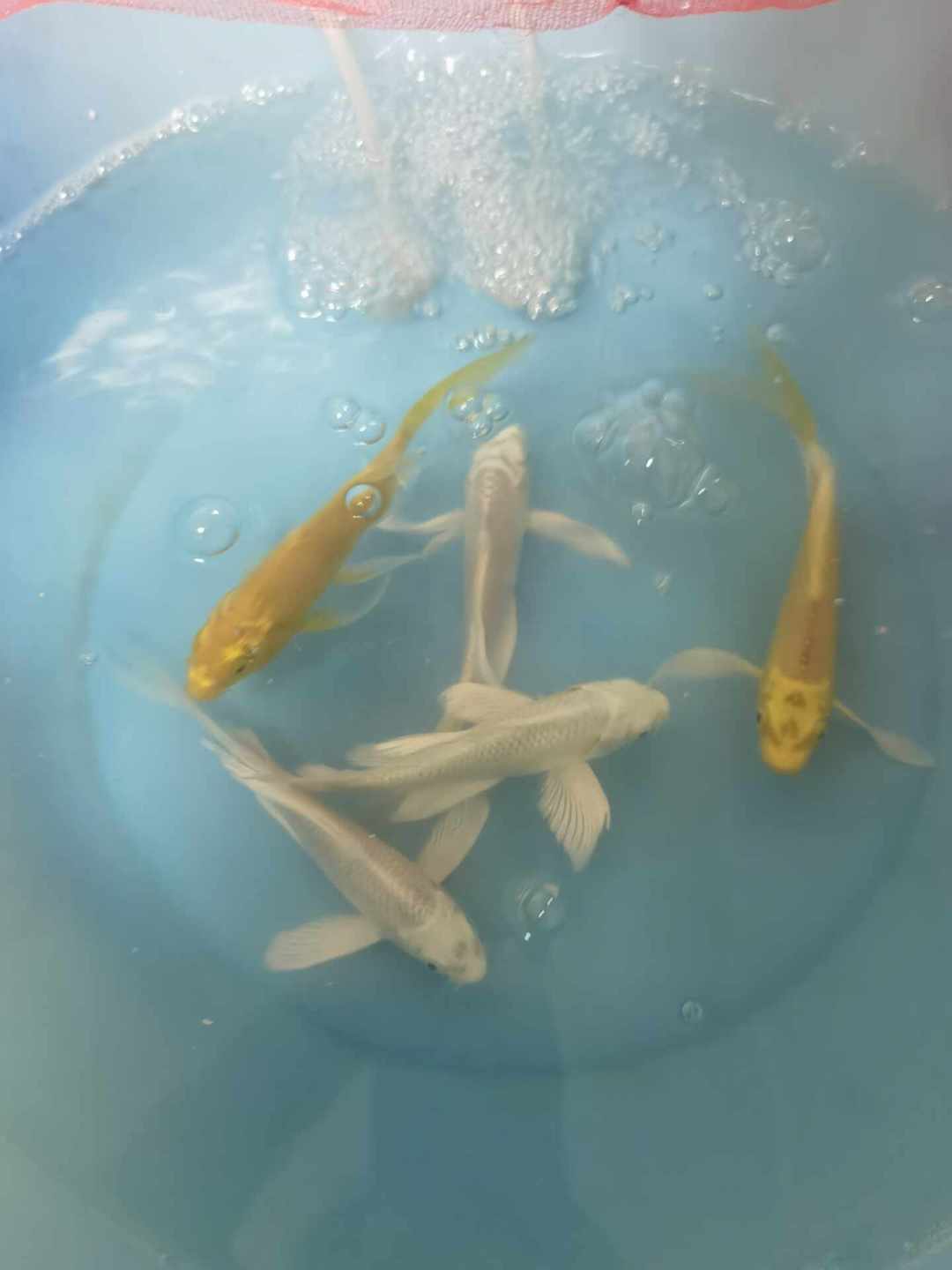 50块5条的和8.8万一条的，都叫蝴蝶鲤：秋天补缸前，先把这3个问题想明白