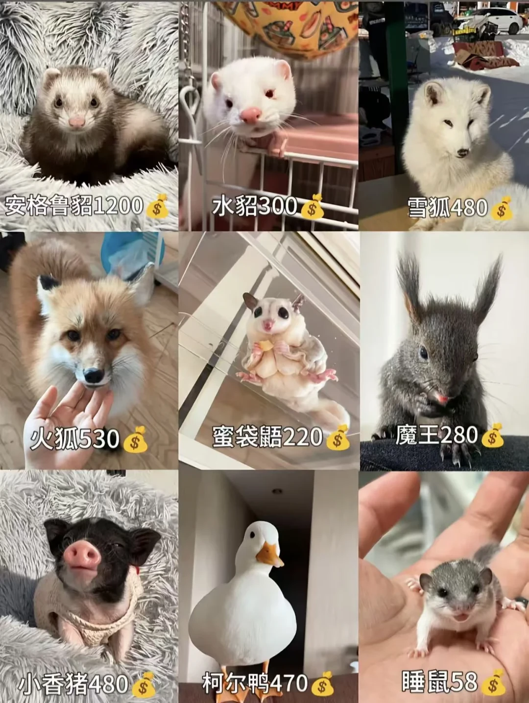 当孩子闹着要养蛇和蜥蜴，别急着答应或拒绝：先看这三步“试养”路线和4个问题再决定