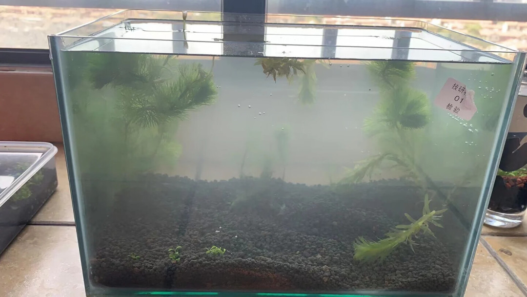 火山石被骂智商税,水草泥被当陶粒买:翻完40多条全网开缸翻缸记录,四种底床的分工、顺序和花费都在这了