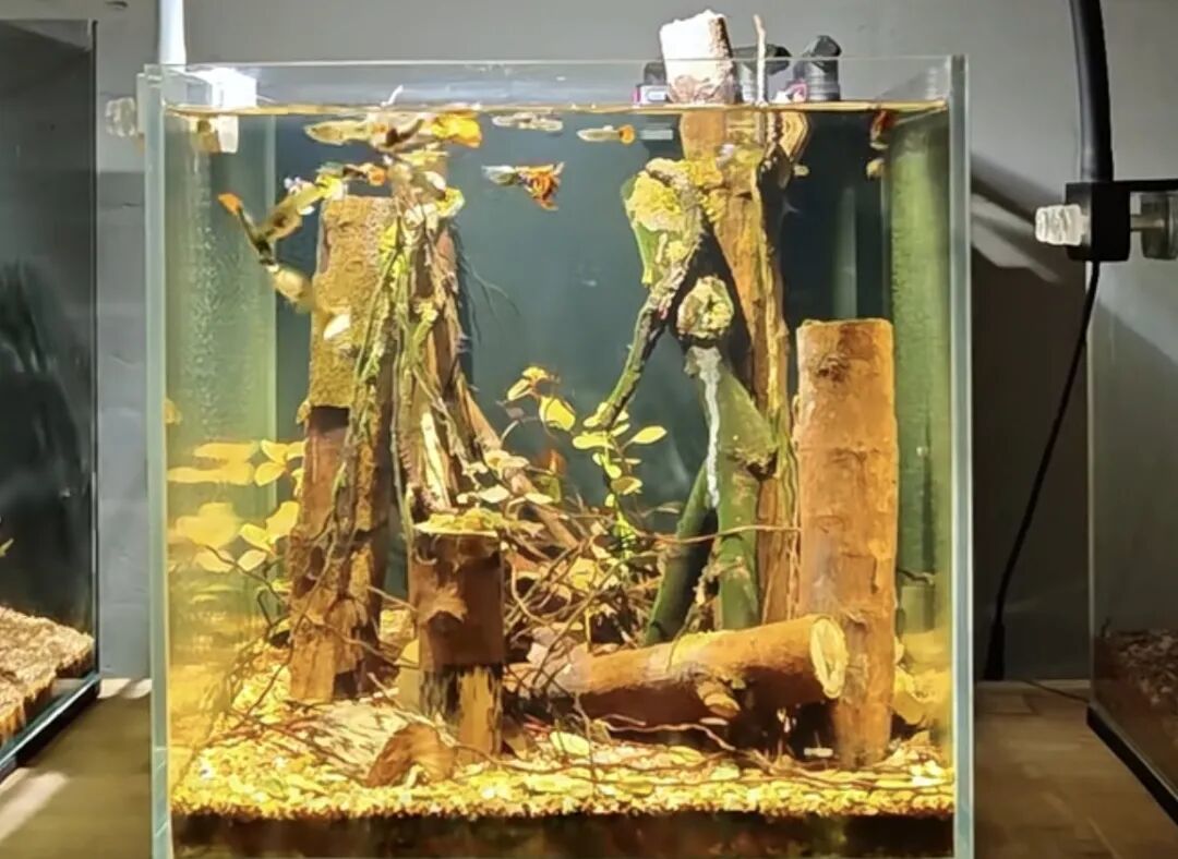 沉木入缸水变茶,煮了8遍还黄水:翻完30多条全网记录,沉木怎么选、怎么处理、怎么不白花,都在这了