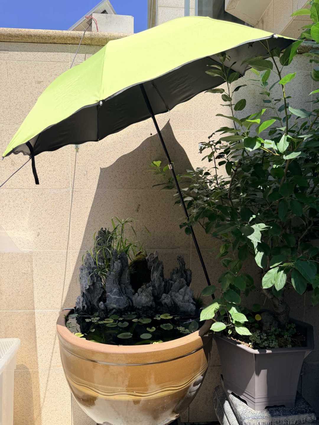 出伏了鱼缸还卡在32℃:翻完三个平台几十条降温帖,最后这一个月,真不用急着花一千块
