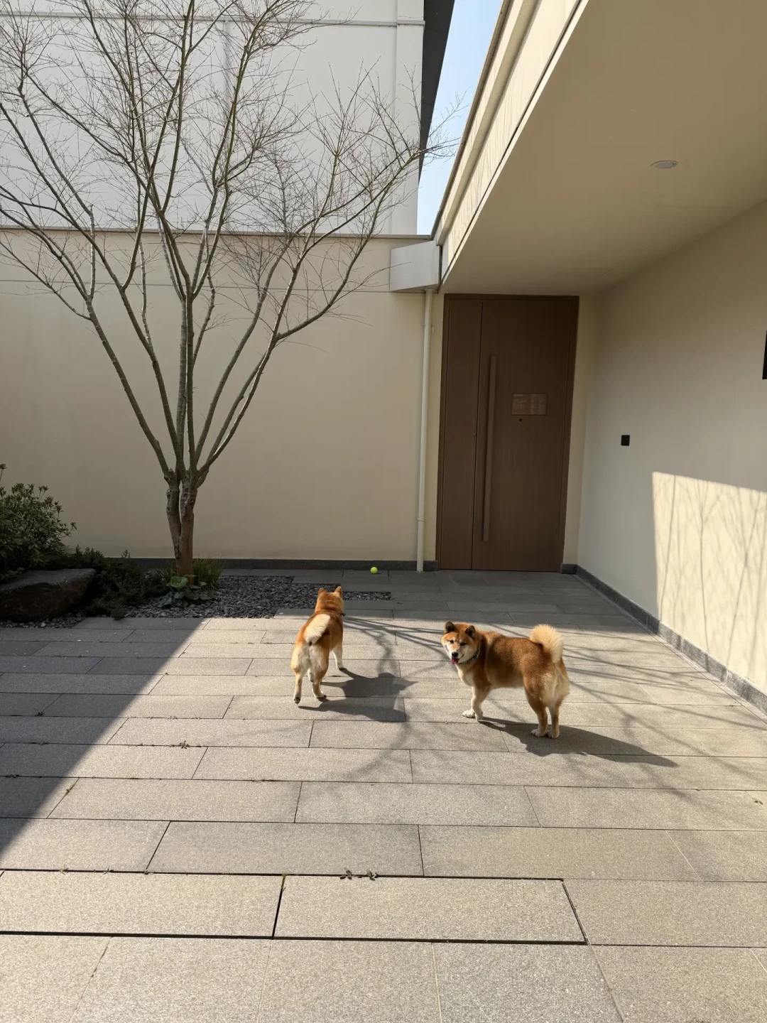 清洁费比房费贵、大型犬当场被拒：“宠物友好”酒店里，多少是真的