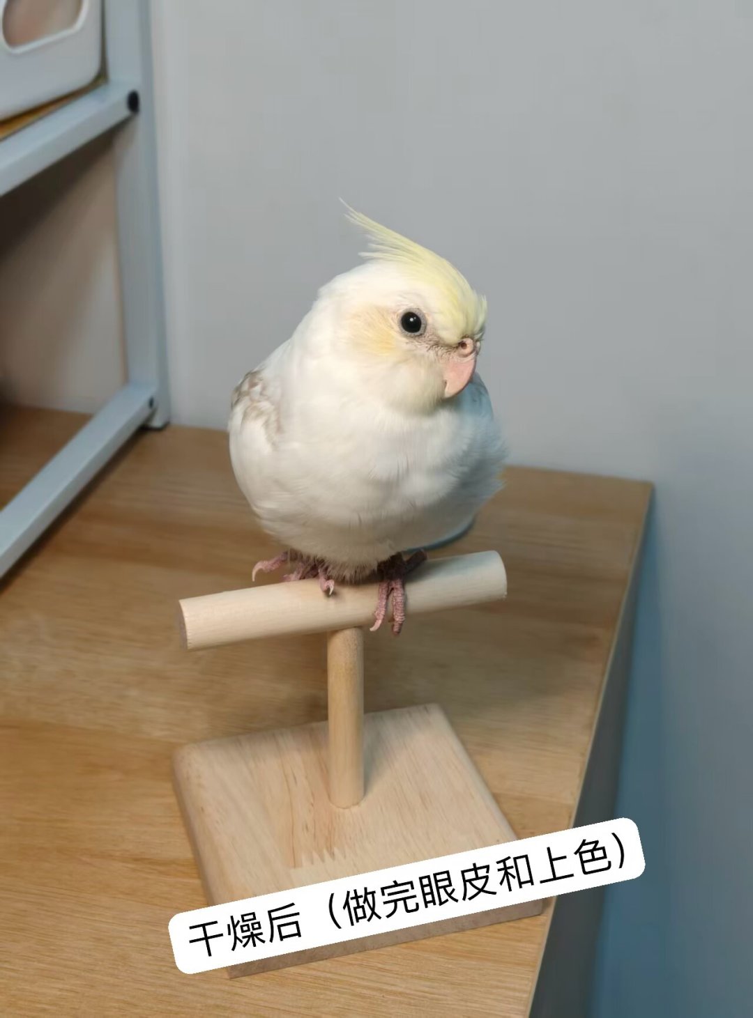 宠物标本,166元的鹦鹉骨架有人做,8000元的猫剥制也有人排:决定