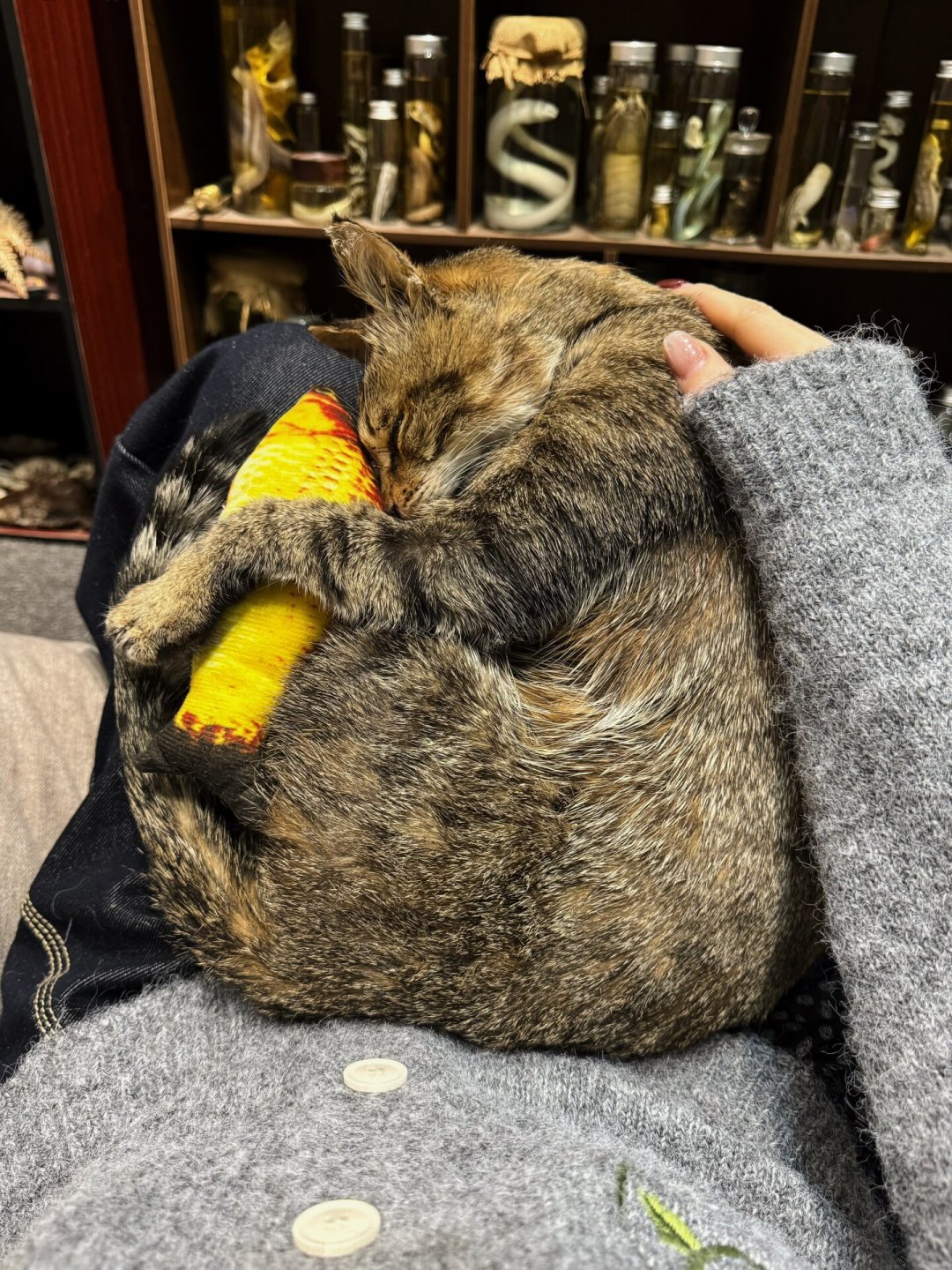 宠物标本,166元的鹦鹉骨架有人做,8000元的猫剥制也有人排:决定