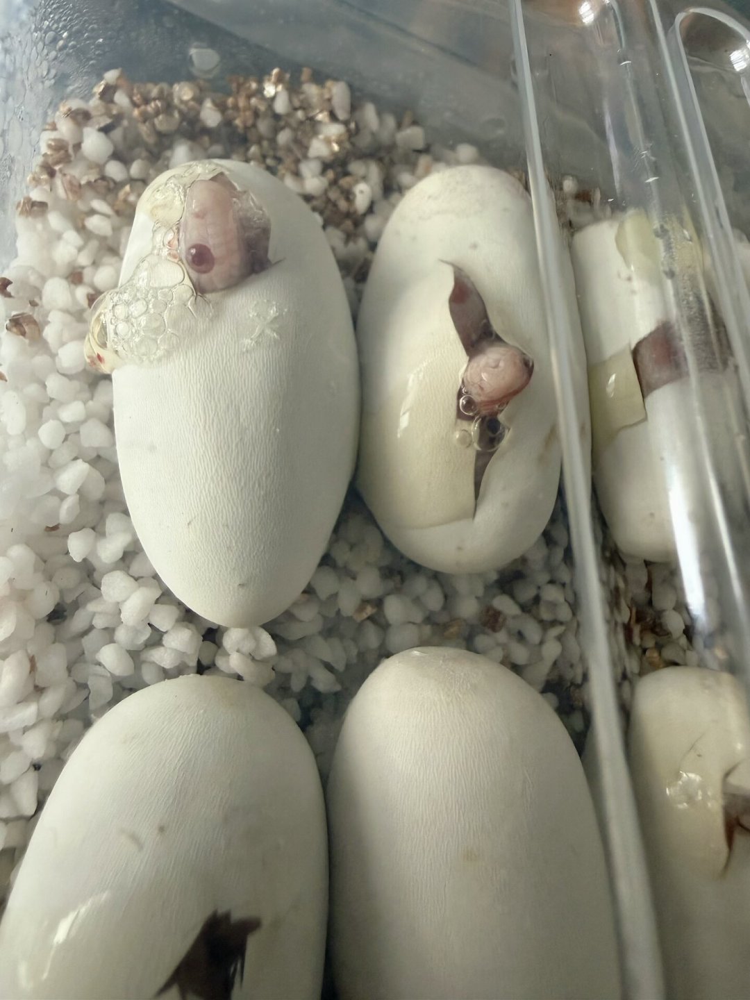 蛇苗到家，先别拆、也别喂：8月下旬高温天，头10分钟留好理赔证据，后面72小时稳住