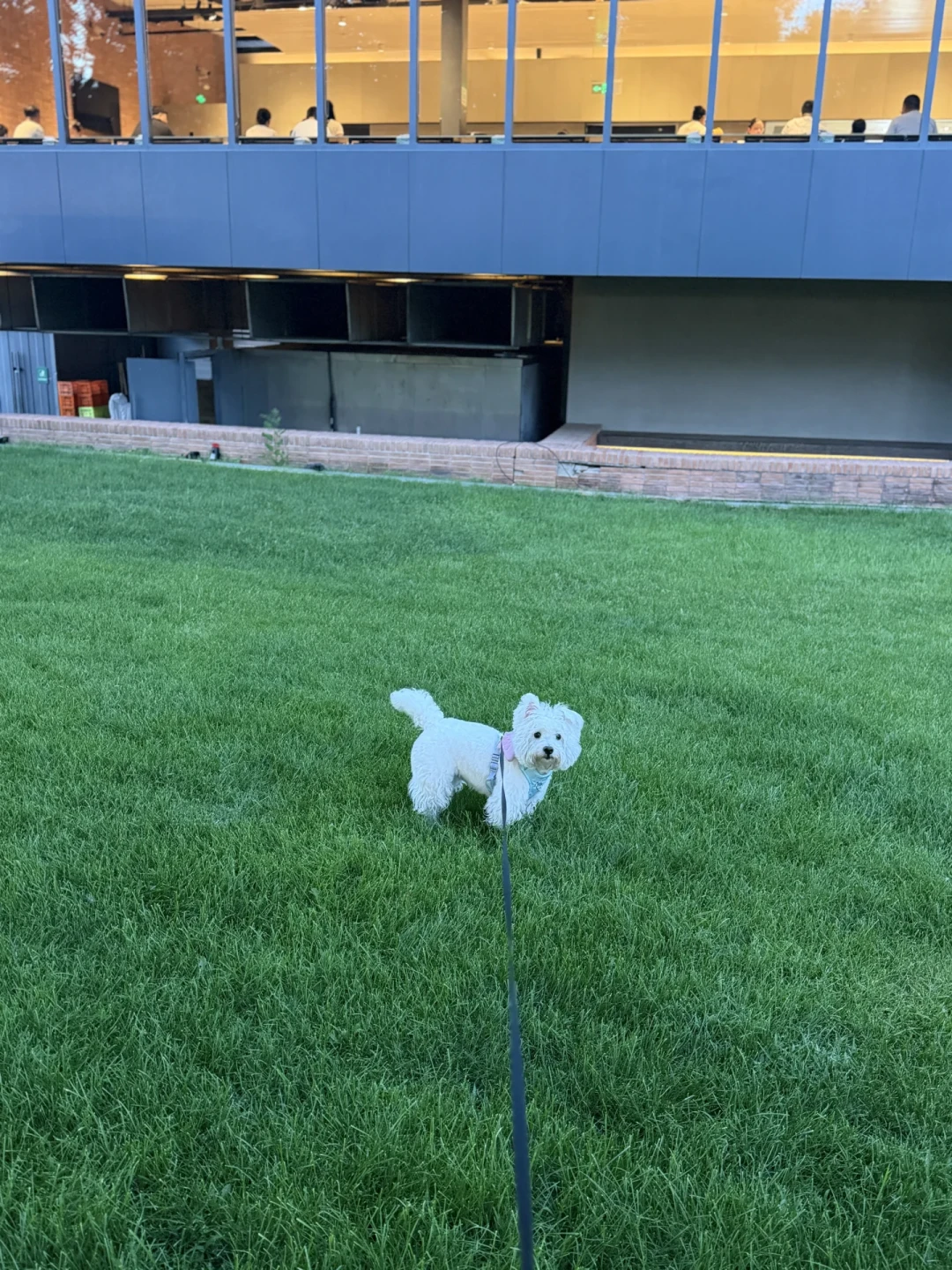 北京养犬条例征求意见还剩一周:都在盯35cm限高取消,真正收紧的条款在后面