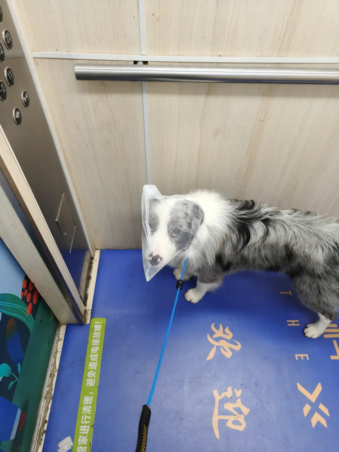 北京养犬条例征求意见还剩一周:都在盯35cm限高取消,真正收紧的条款在后面