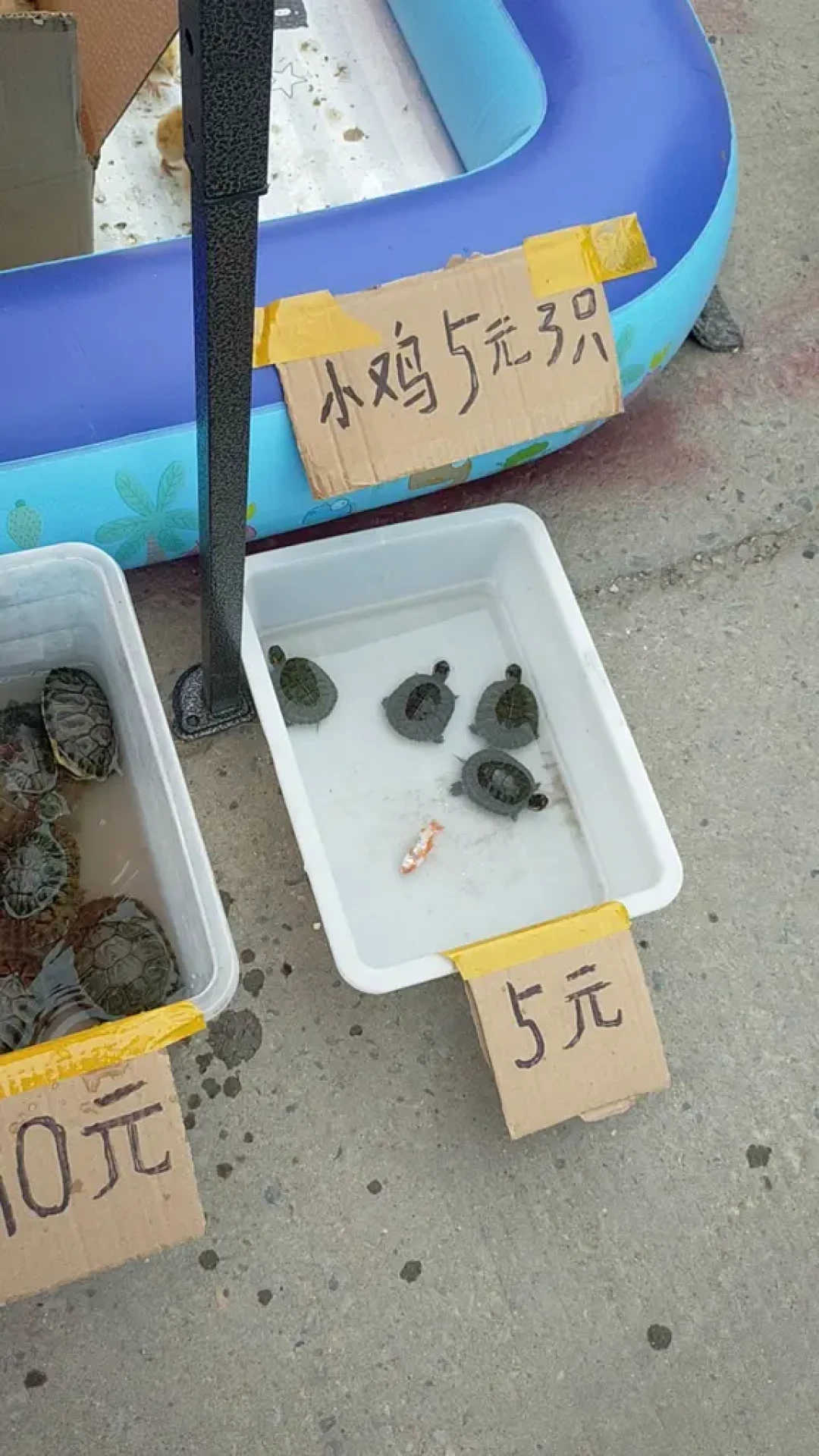 佛山那只被踩的龟上了热搜,骂完之后,想给孩子买龟的家庭该看清这三笔账