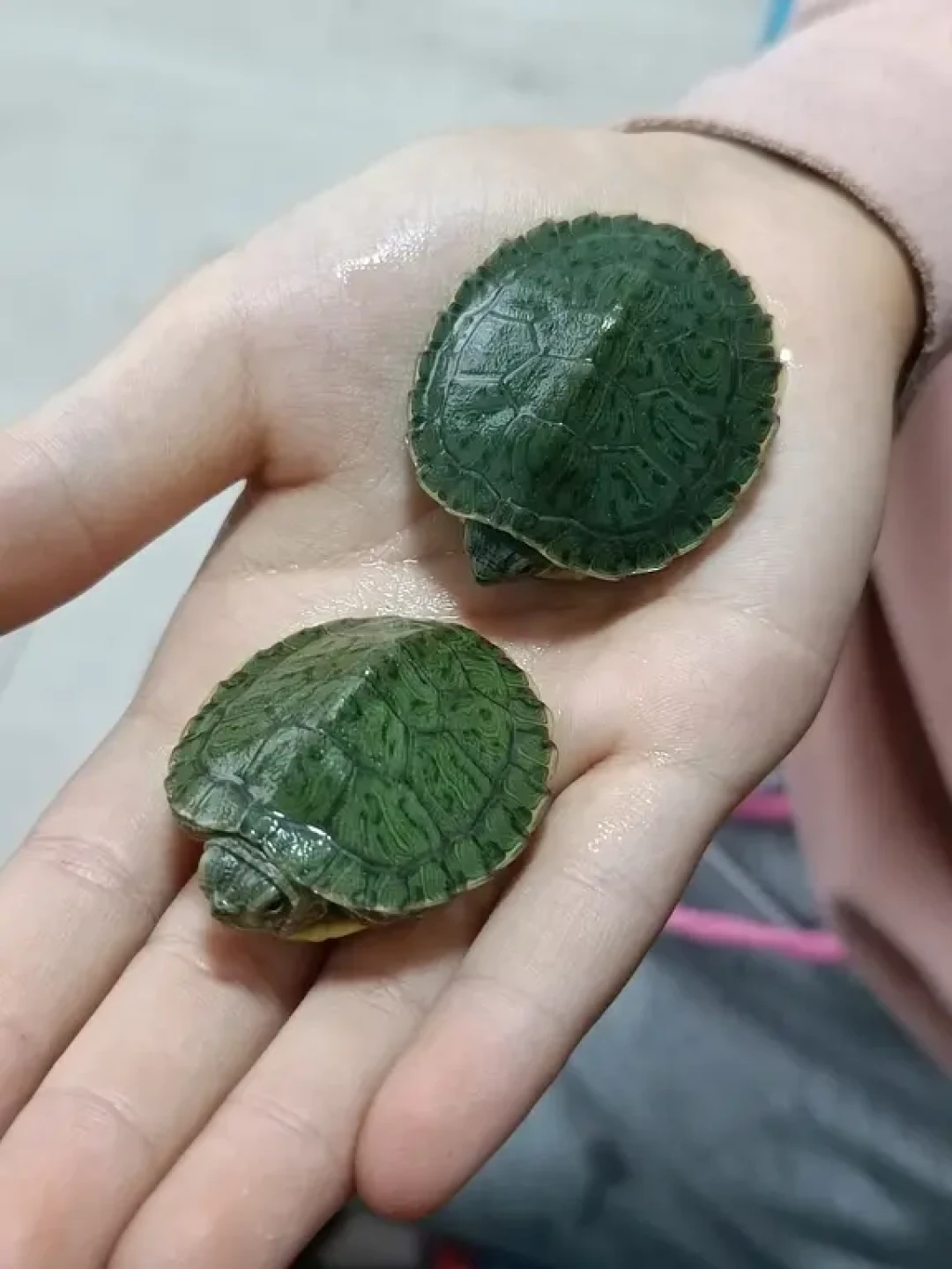 佛山那只被踩的龟上了热搜,骂完之后,想给孩子买龟的家庭该看清这三笔账