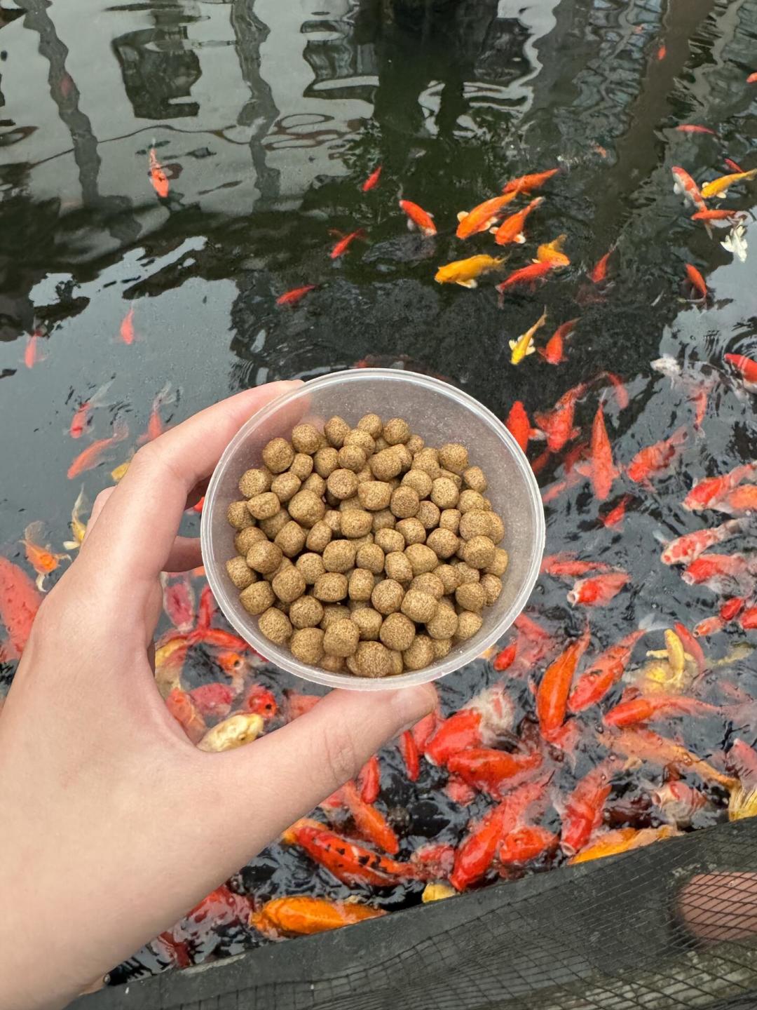 处暑一过,全网都在喊你给鱼“贴秋膘”:翻完20多篇秋季喂食帖,高投喂是资格,不是季节义务