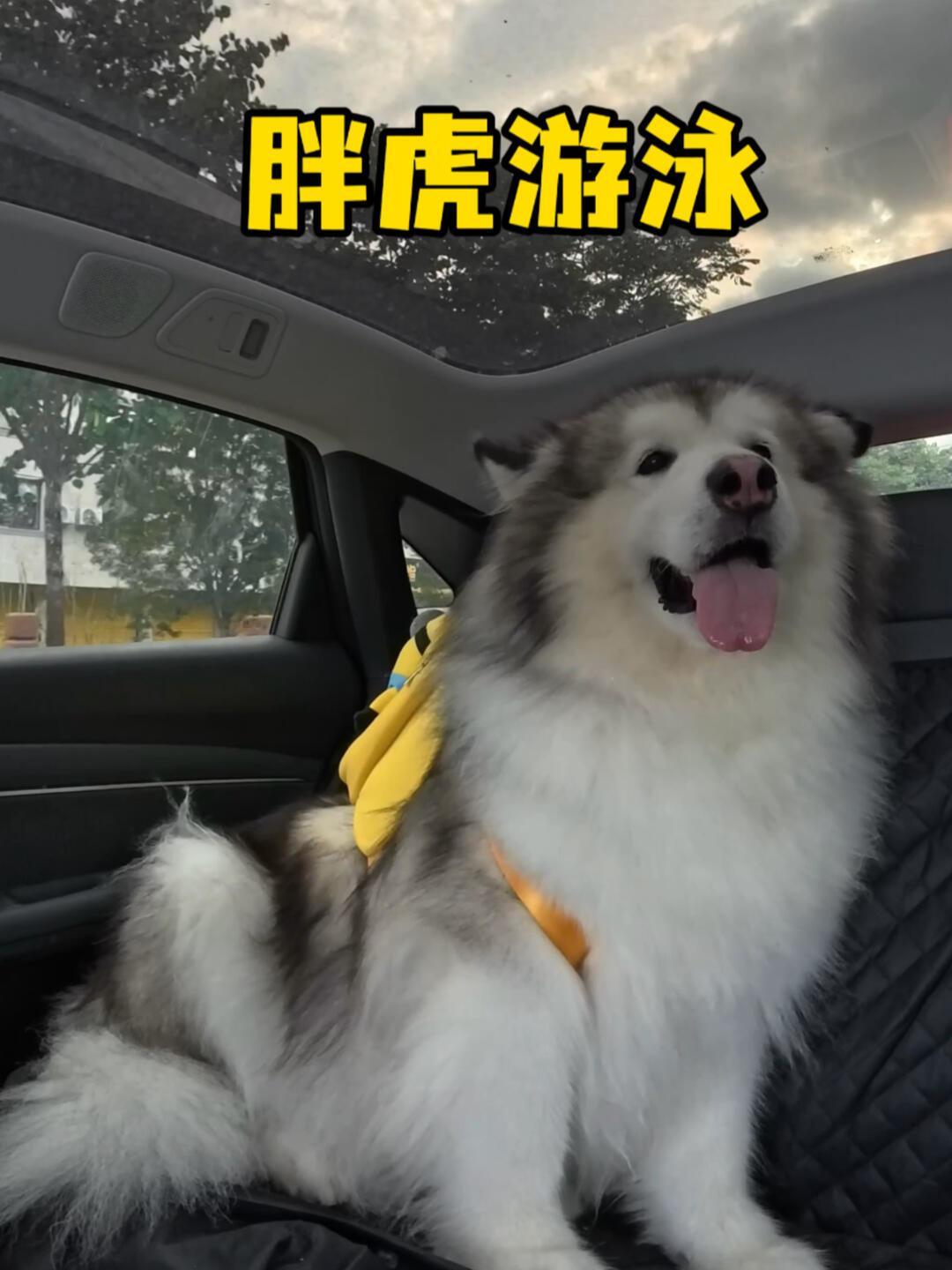 8月我翻了15条