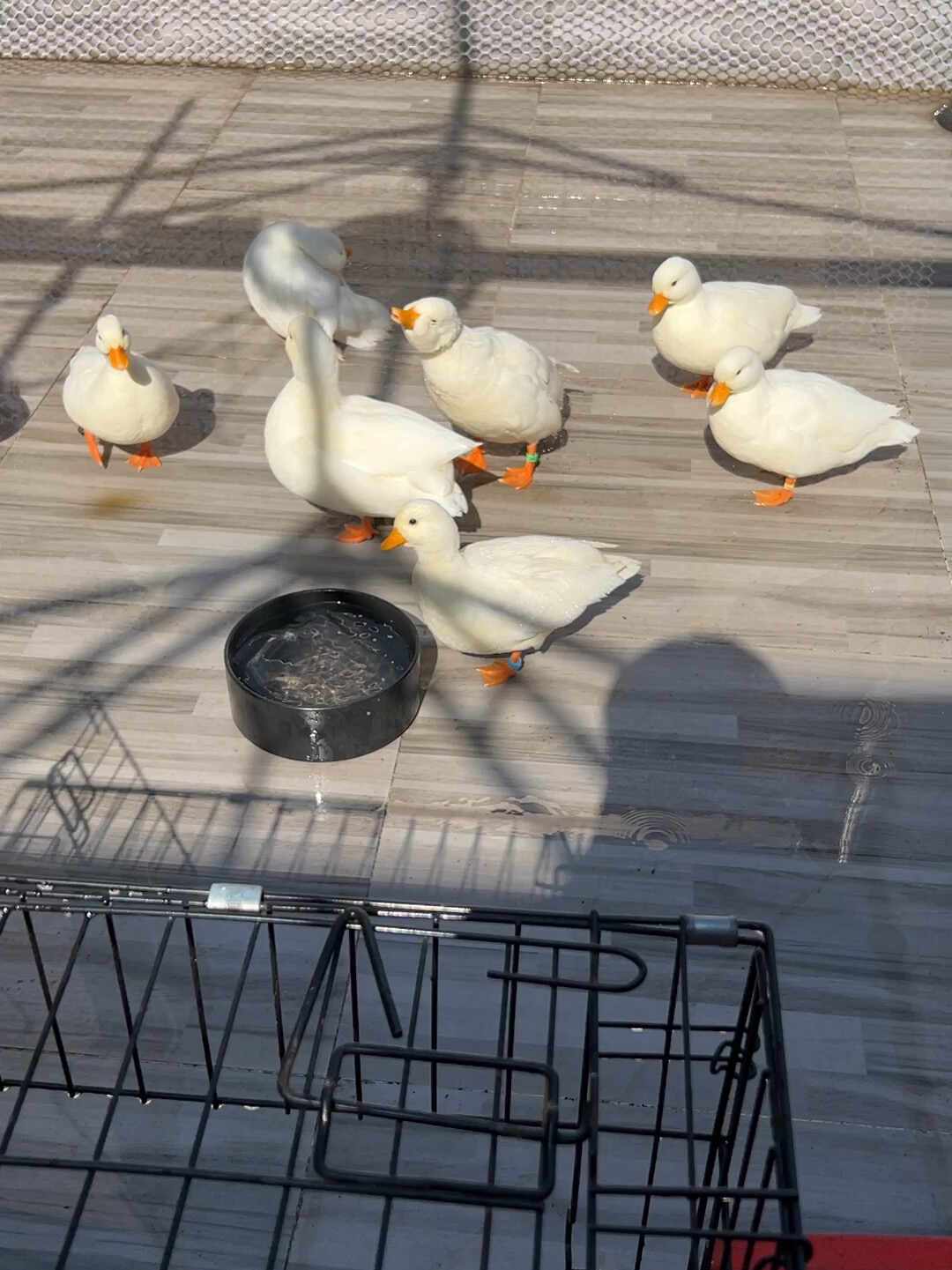 99元买的