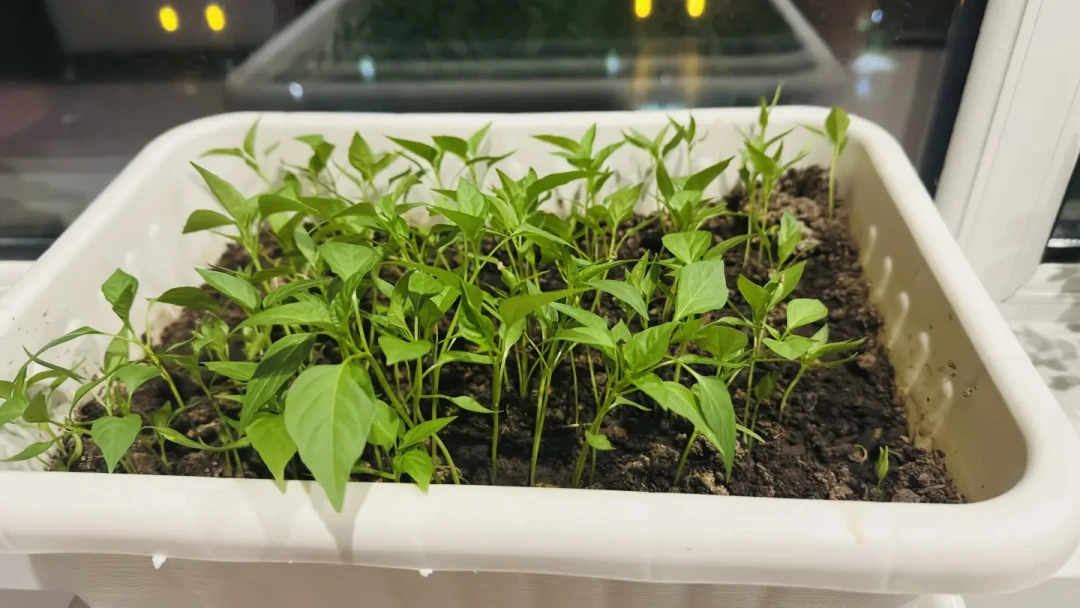 阳台种菜能回本吗?有人3块钱吃一整个夏天,有人2700元只收回360元
