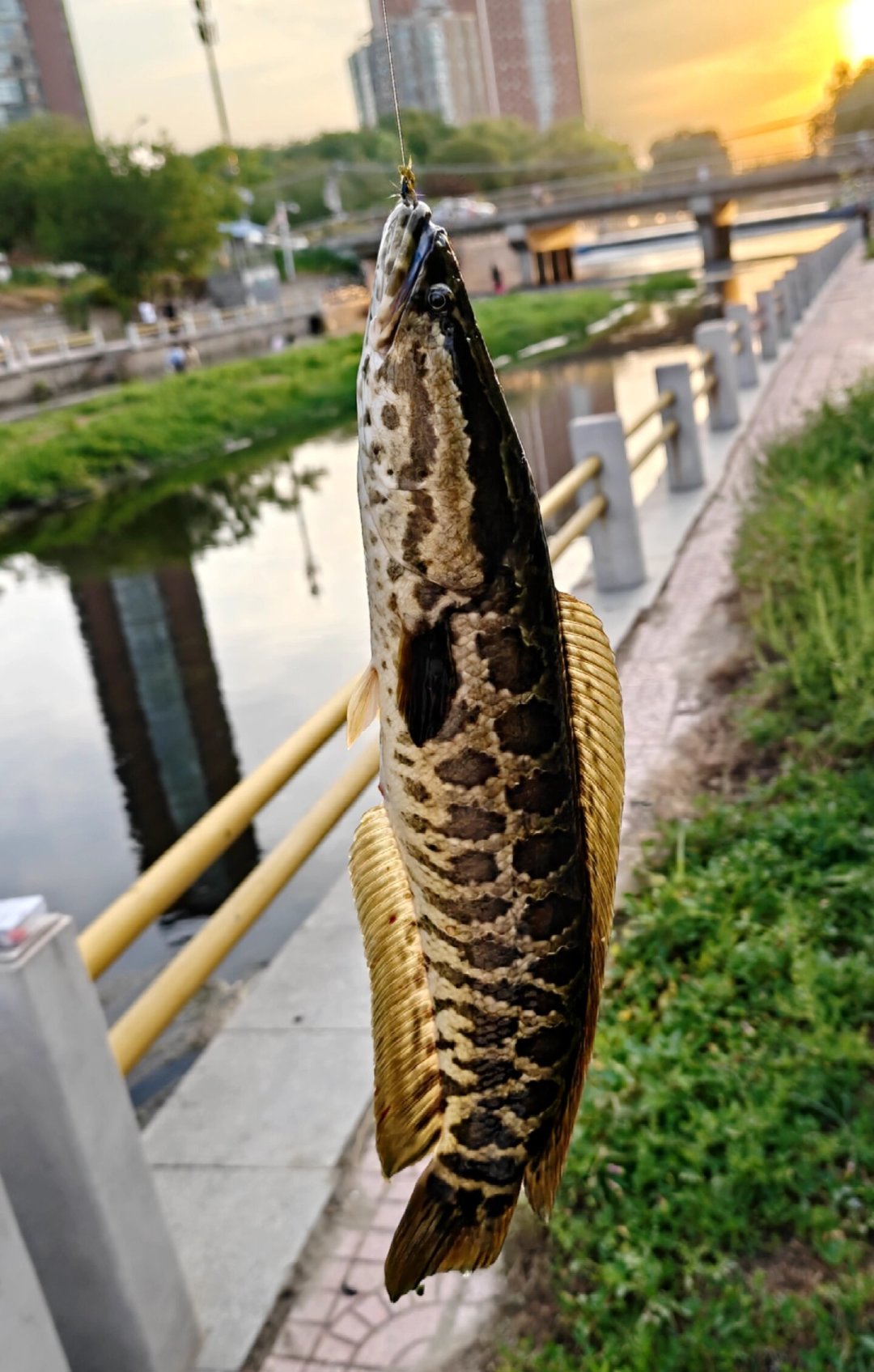 微物竿搏巨物,先断的往往不是竿:翻遍全网UL搏鱼和断竿记录,才搞清这上限到底在哪