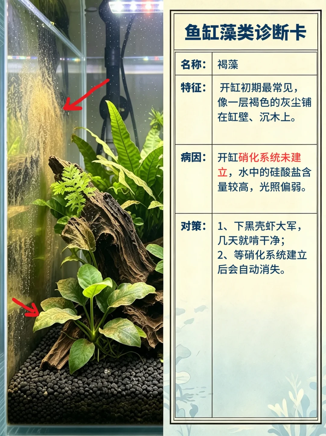 爆藻先别急着下苹果螺:8种藻是8种治法,认藻对照表、工具生物选购门槛都整理好了