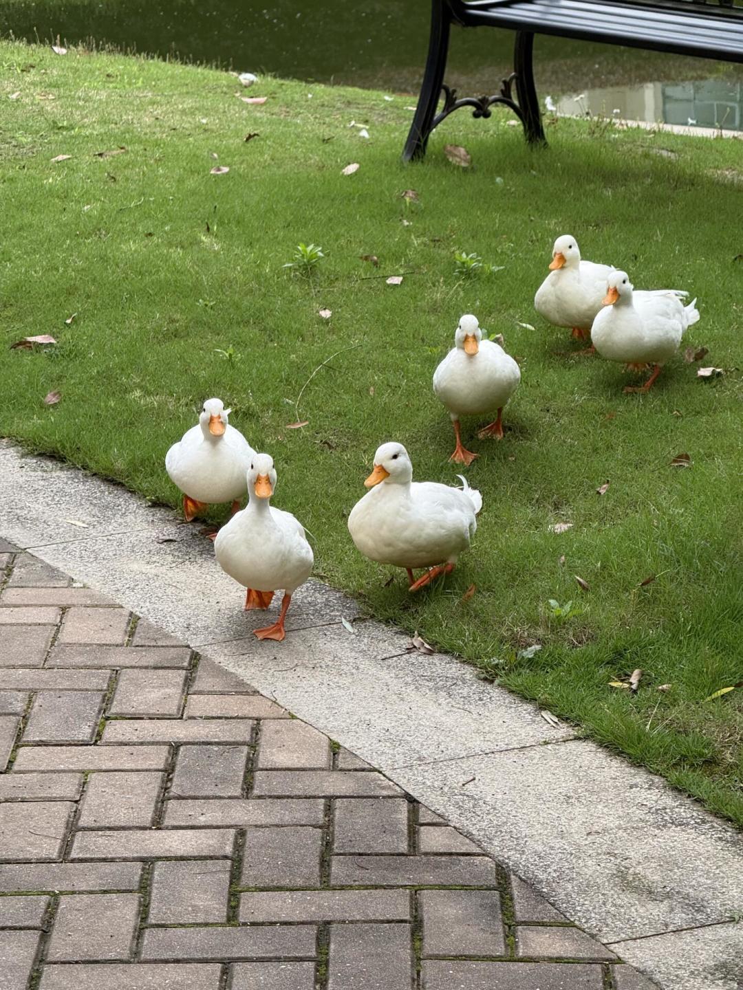 柯尔鸭进入转让高峰季,但越便宜越要验:接鸭前看清这4个鉴别点和3种骗局