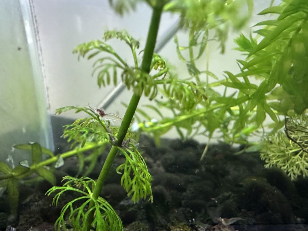 一只大和藻虾顶一斤黑壳虾?草缸除藻工具生物选购,先把这笔账算清楚