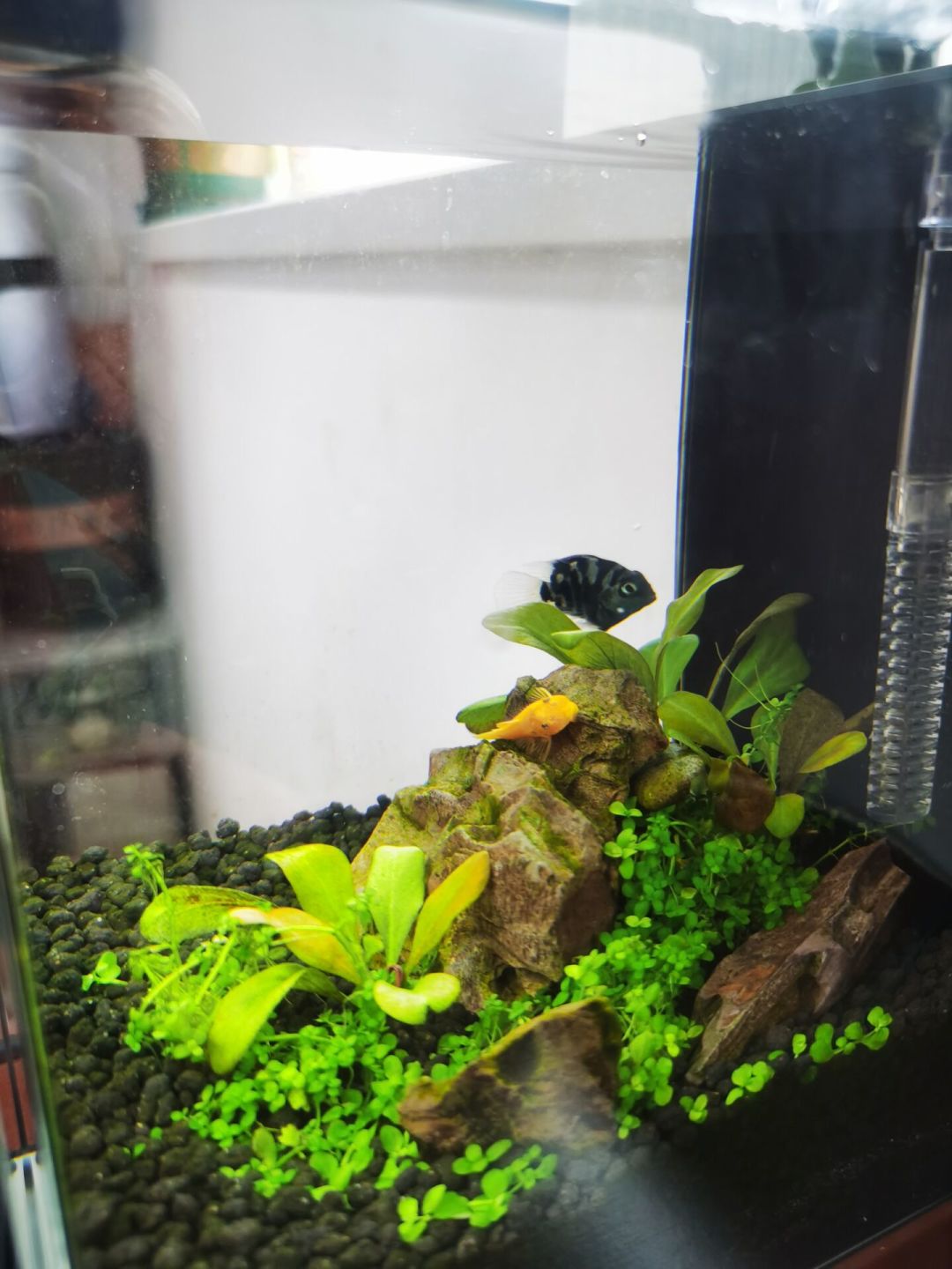 一只大和藻虾顶一斤黑壳虾?草缸除藻工具生物选购,先把这笔账算清楚