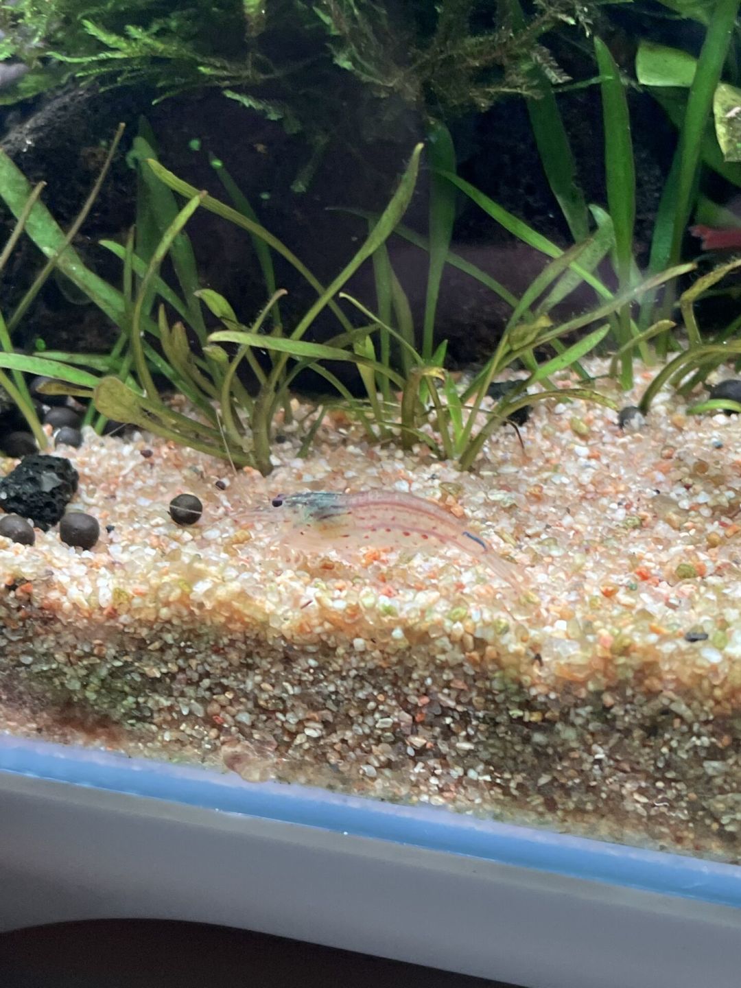 一只大和藻虾顶一斤黑壳虾?草缸除藻工具生物选购,先把这笔账算清楚