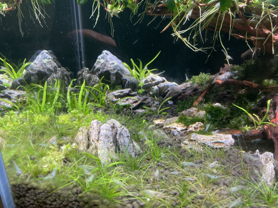 一只大和藻虾顶一斤黑壳虾?草缸除藻工具生物选购,先把这笔账算清楚