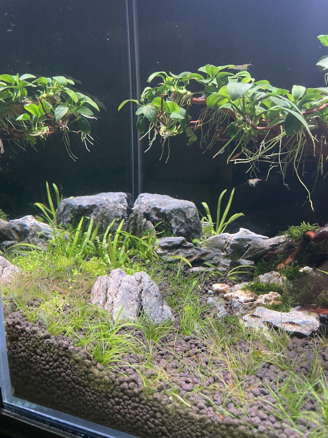 一只大和藻虾顶一斤黑壳虾?草缸除藻工具生物选购,先把这笔账算清楚